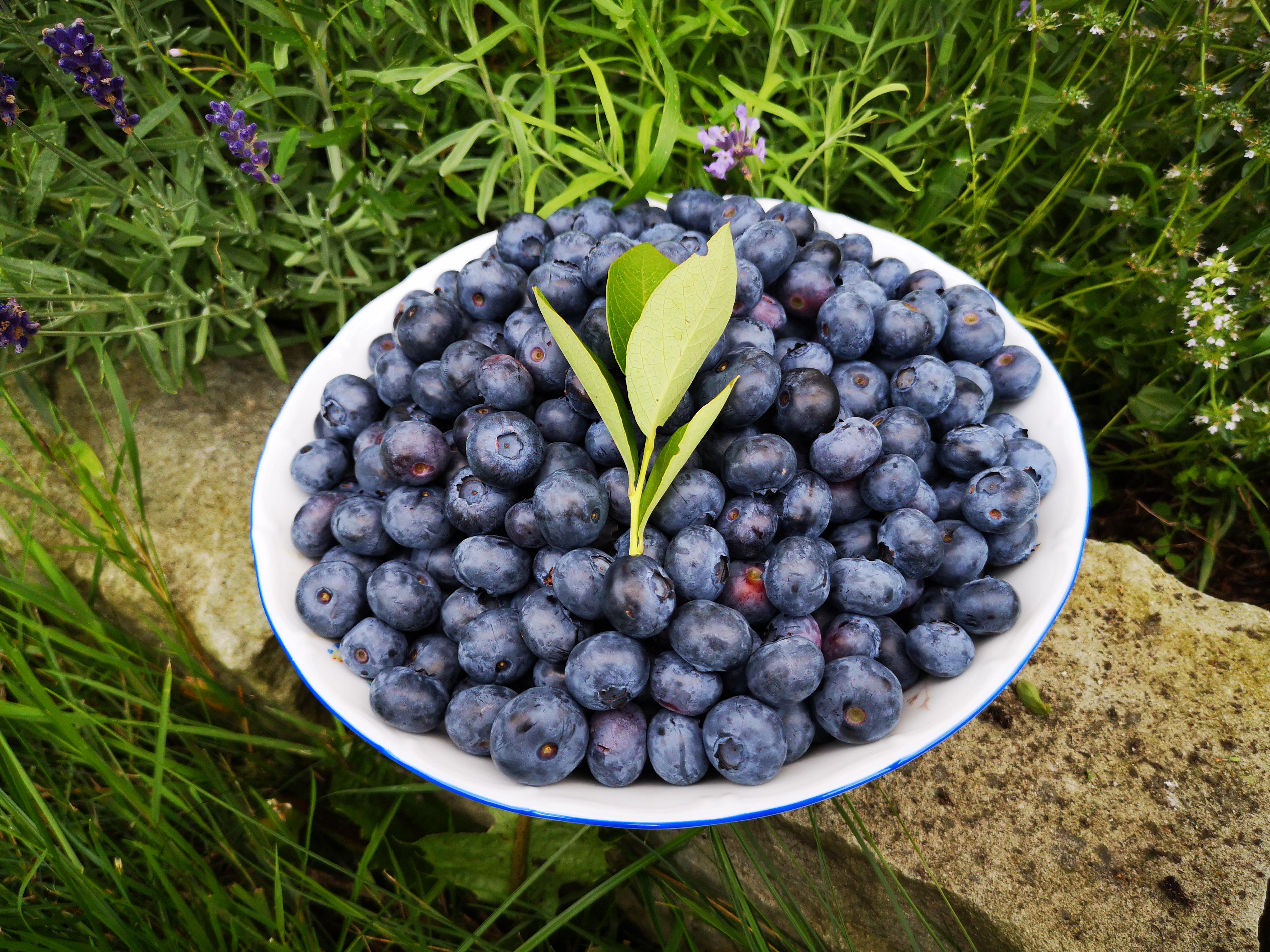 Paseka pod Radhoštem -  Borůvky z Beskyd foto 2
