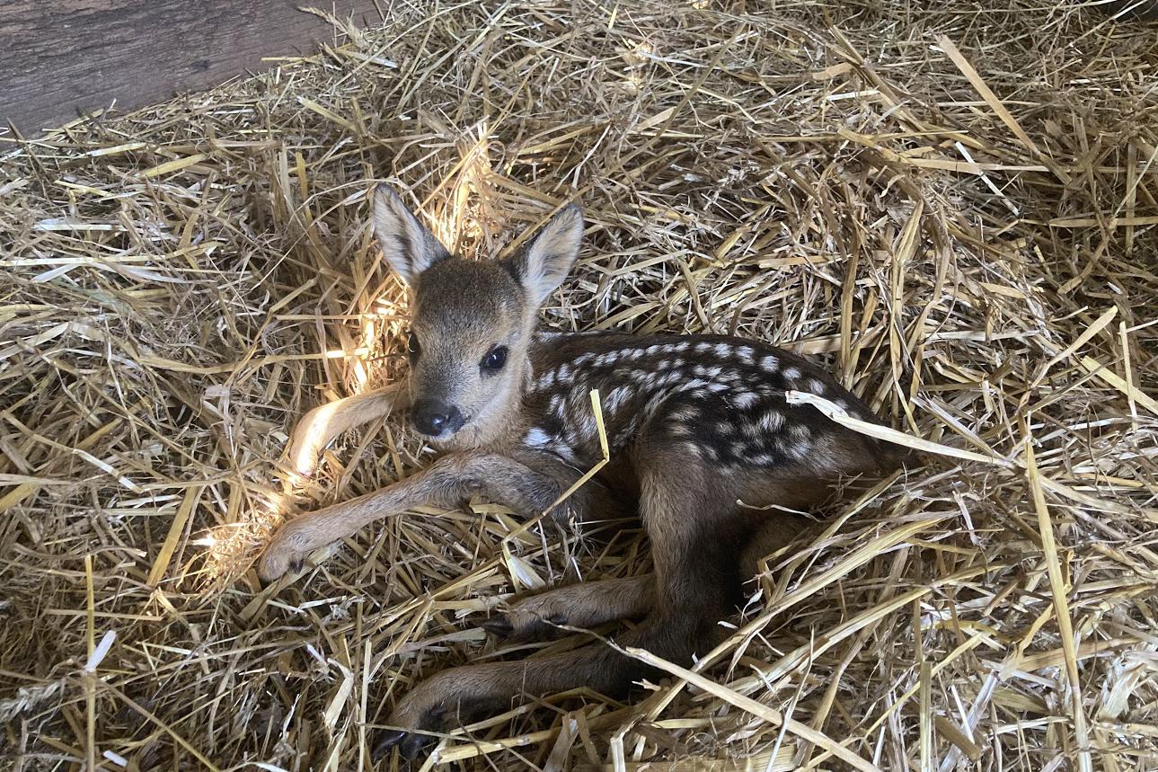 Kontaktní Zoopark - Farma Kapsa, z.s. foto 1