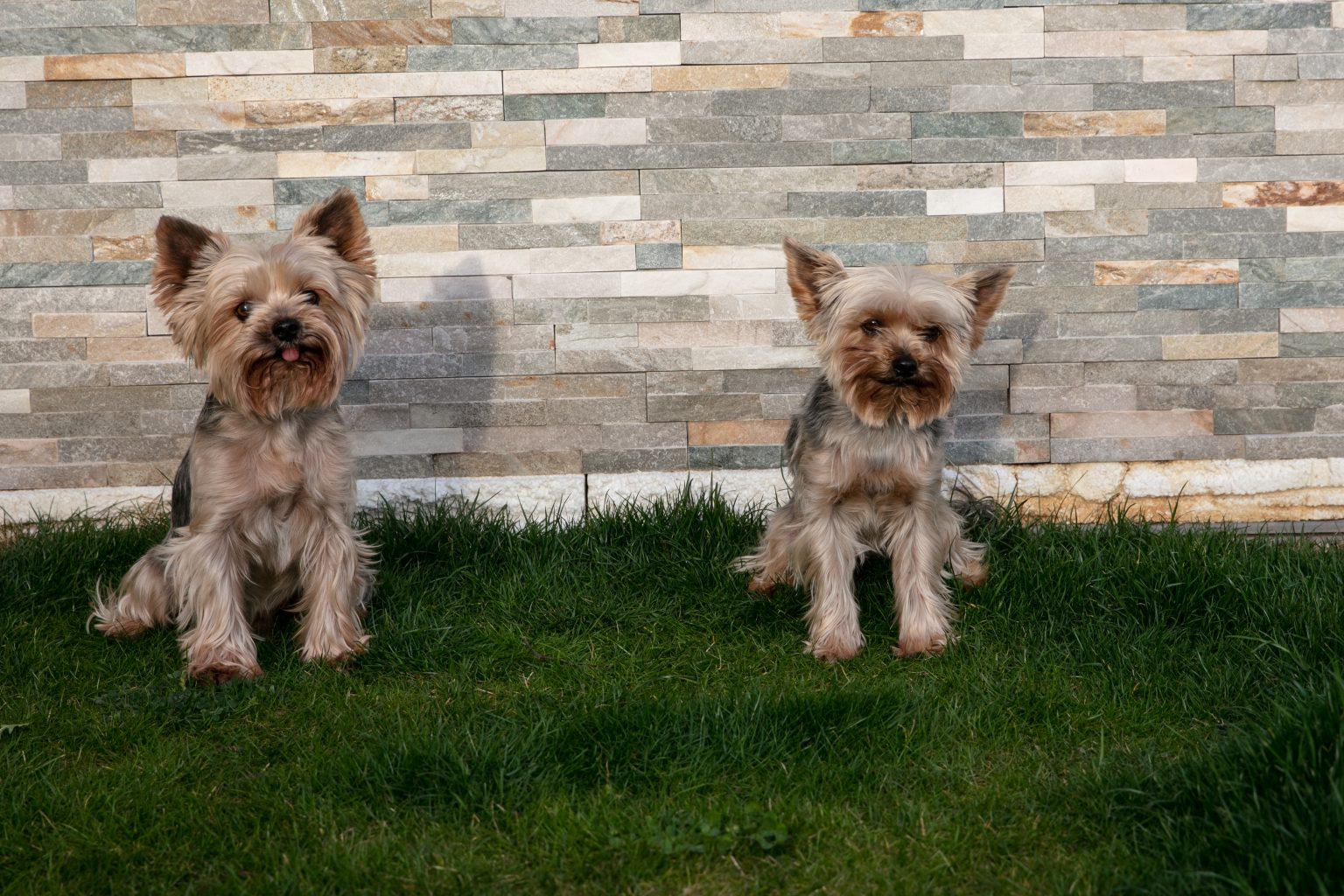 TLAPKOLAND - Psí hotel a školka foto 4