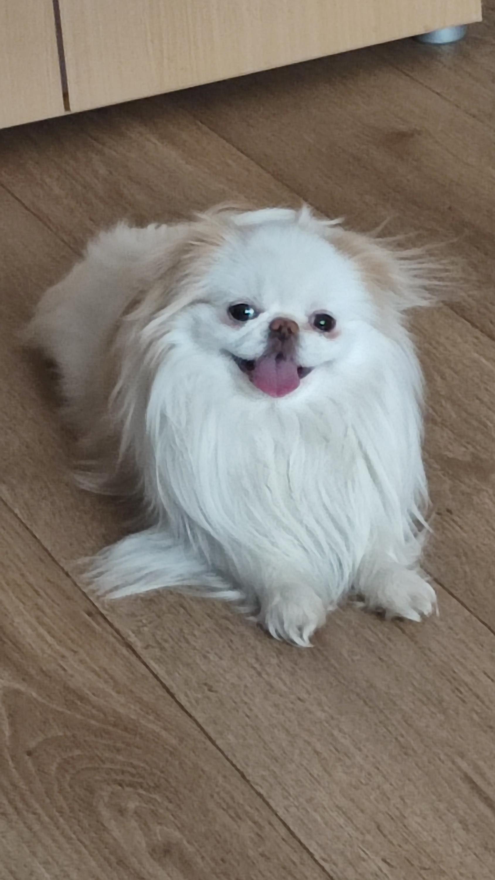 Chovatelská stanice Japan Chin Pod rozhlednou foto 4