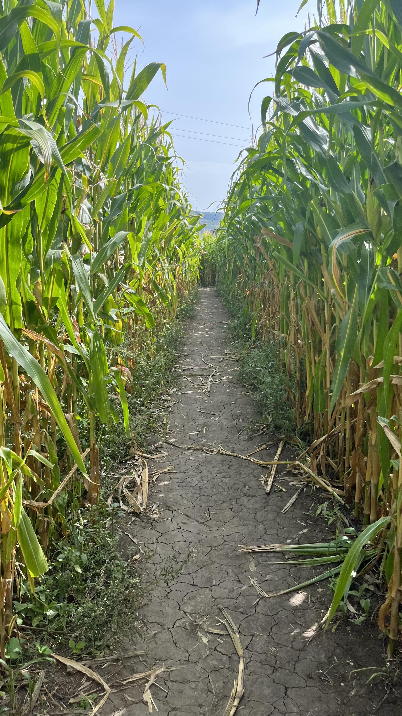 Kukuřište- Kukuřičné Bludiště foto 5