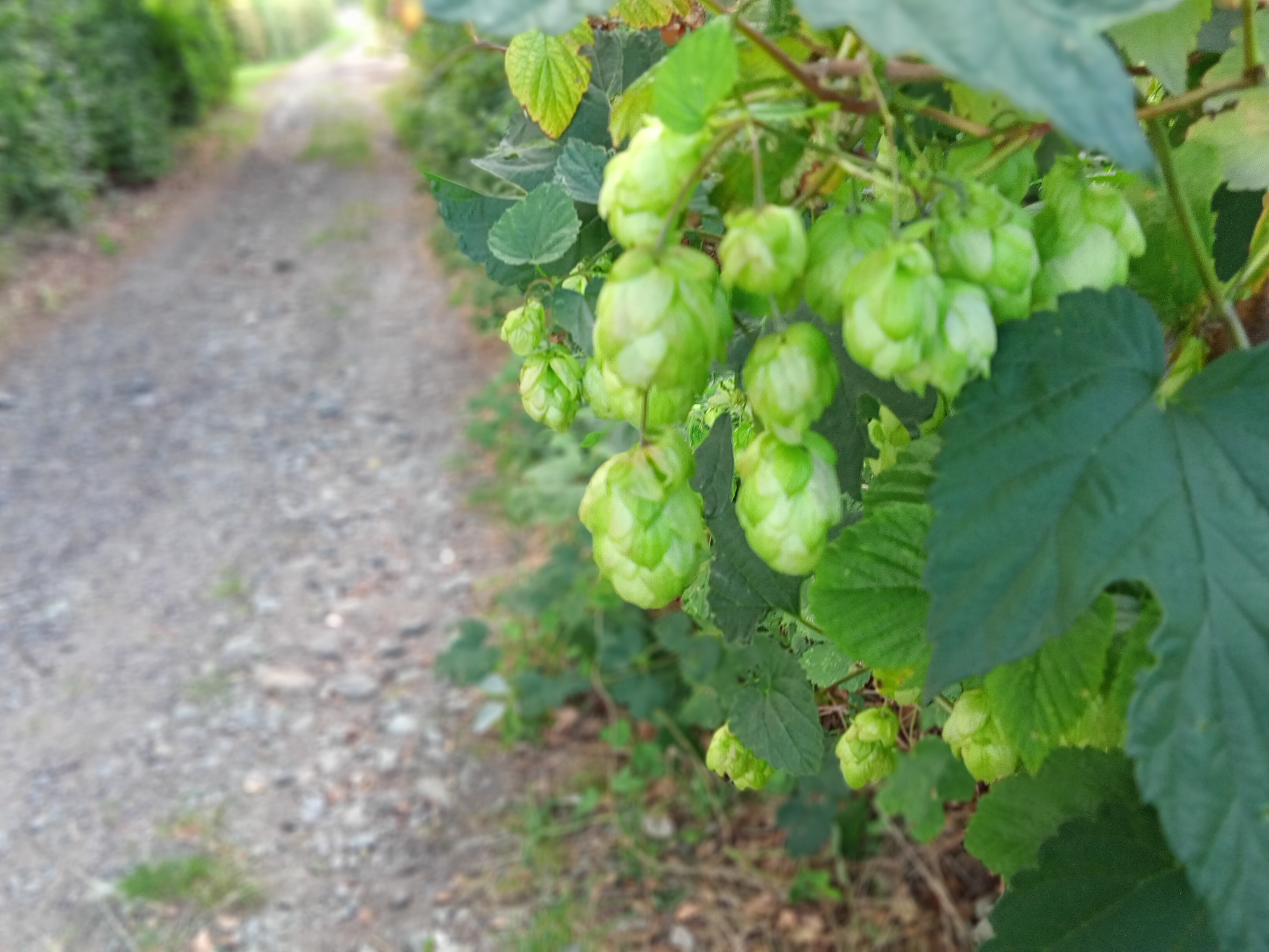 Mikroregion Žatecko foto 2