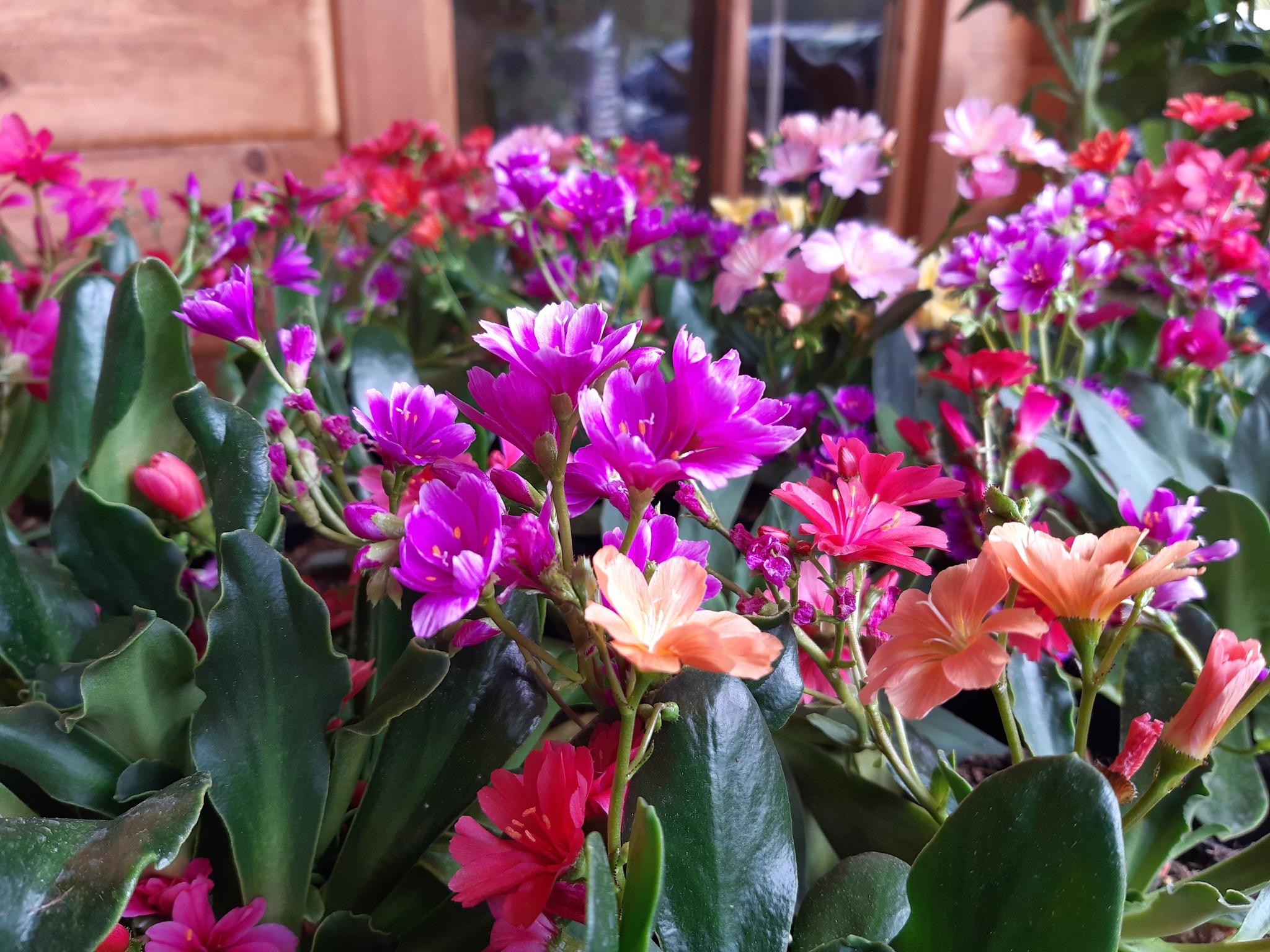 Zahrady Rozmarínek foto 3