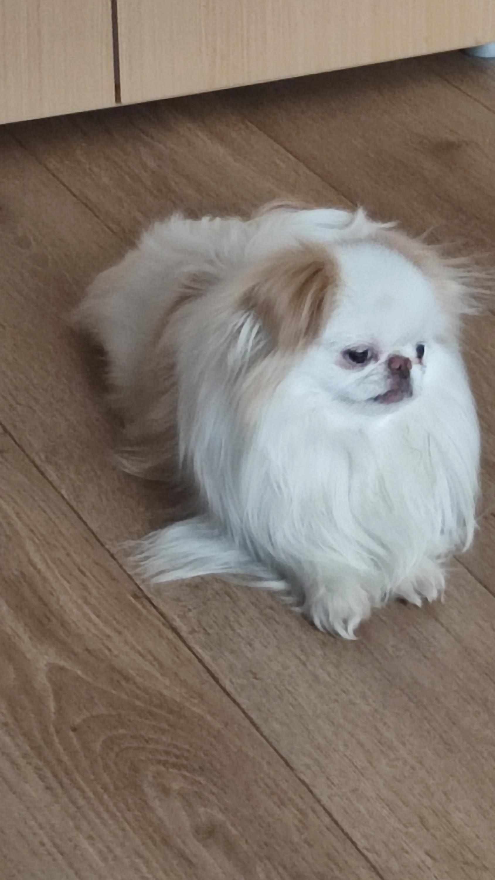 Chovatelská stanice Japan Chin Pod rozhlednou foto 3