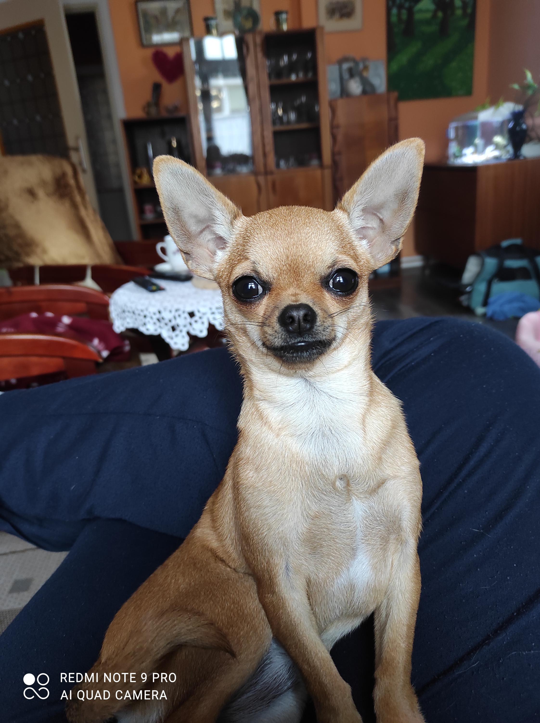 Jitka Faitová - Psí salon Most foto 2