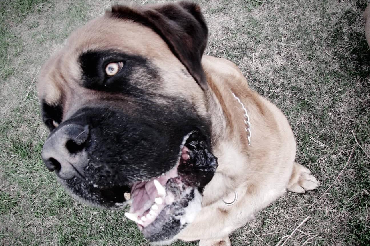 Psí salon pod Řípem