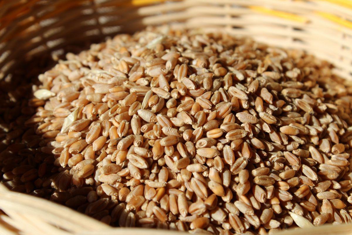 Krmiva ECOFEED