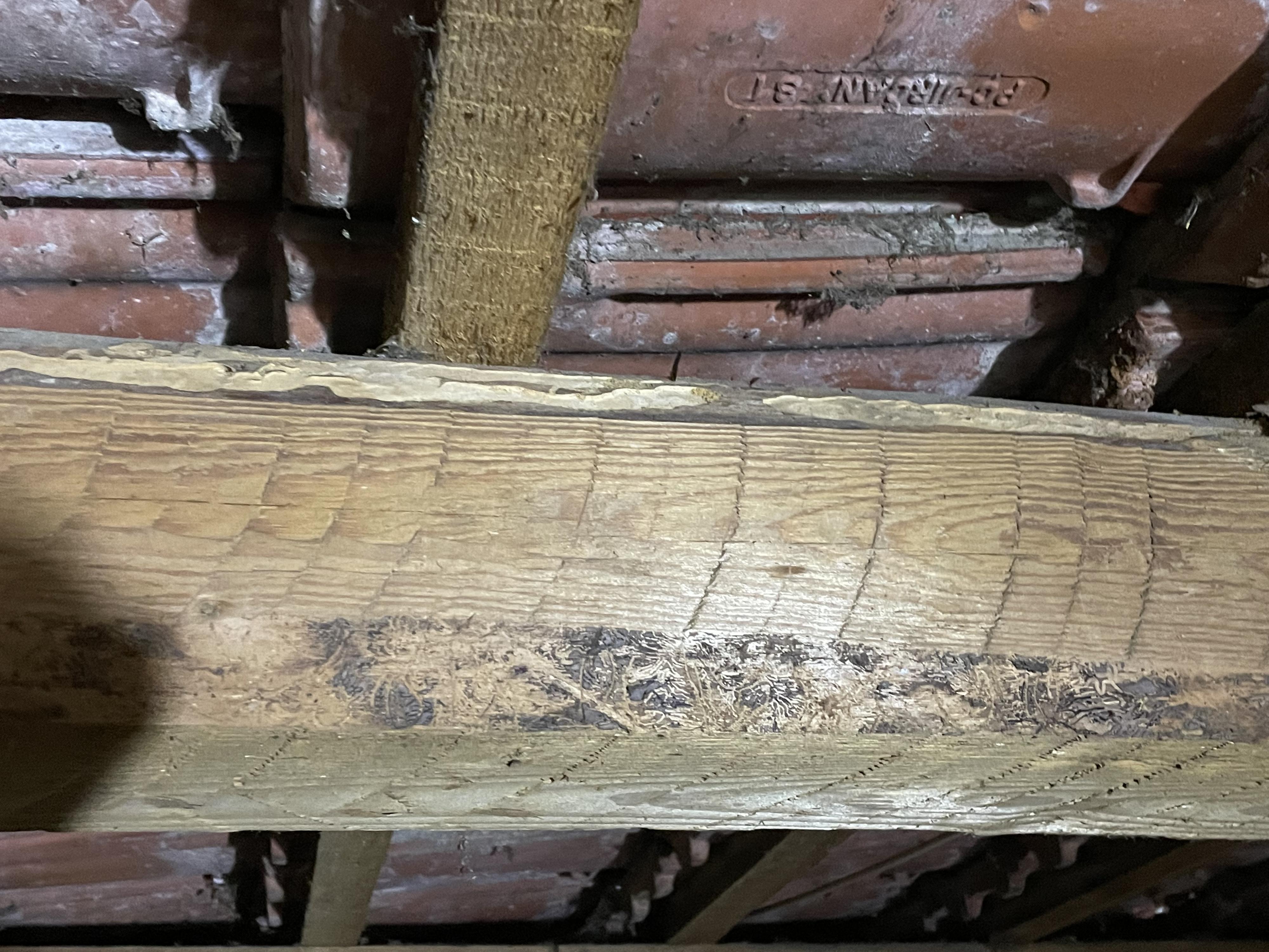 Deratizace, dezinsekce, dezinfekce Gunár foto 2