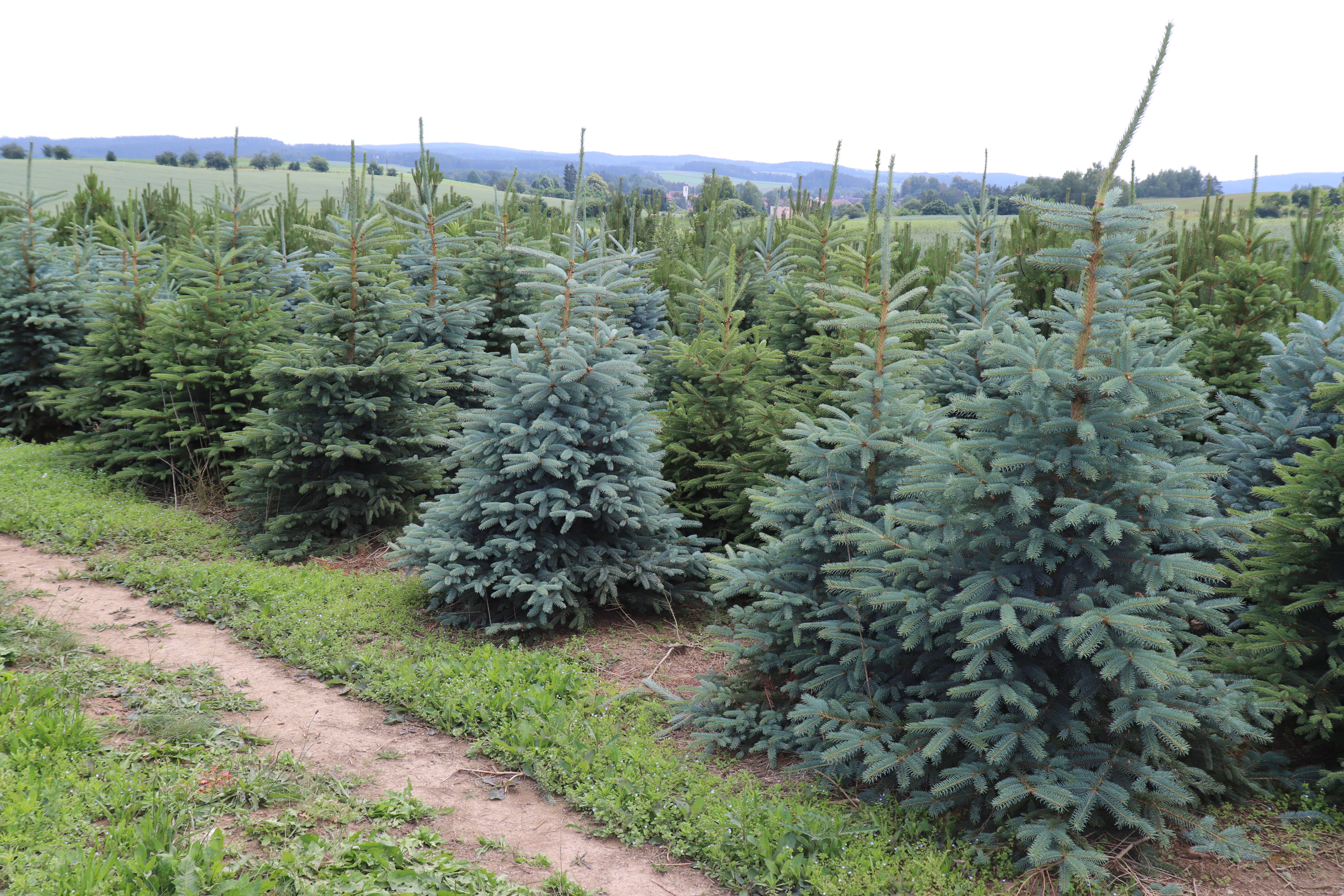 ABIES Vysočina s.r.o. foto 3