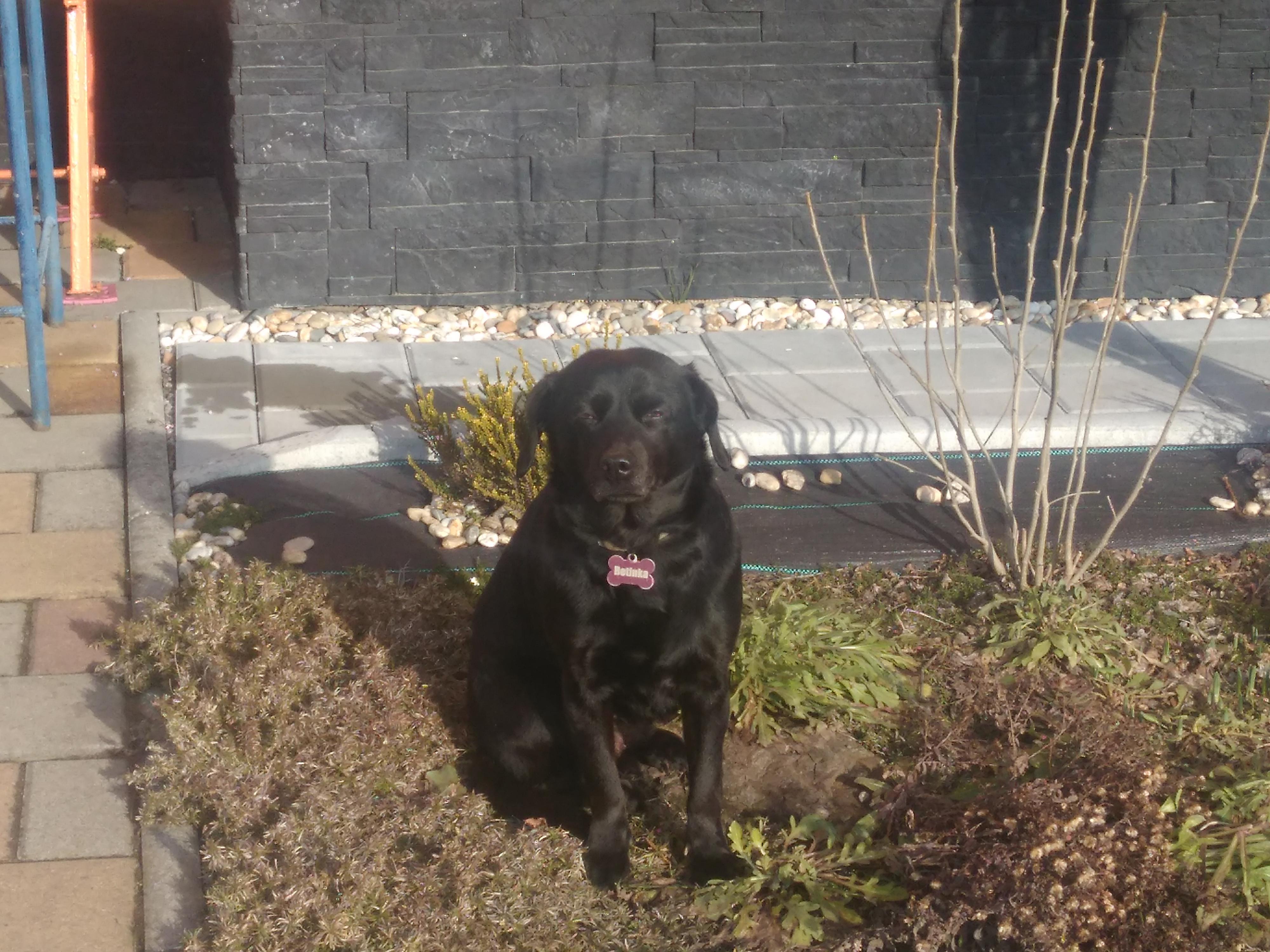 Čtyřlístek pro hafany foto 2