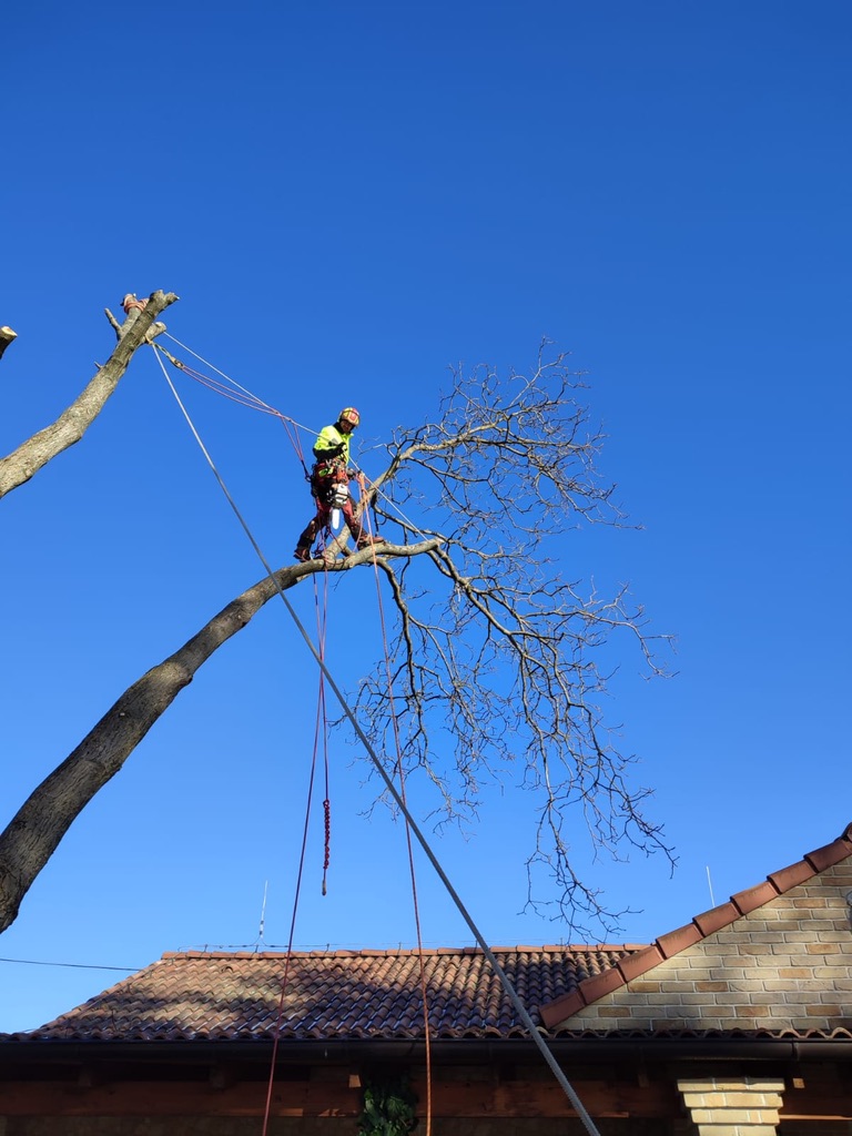 Rizikové kácení a ořezy stromů - Trojanec foto 2