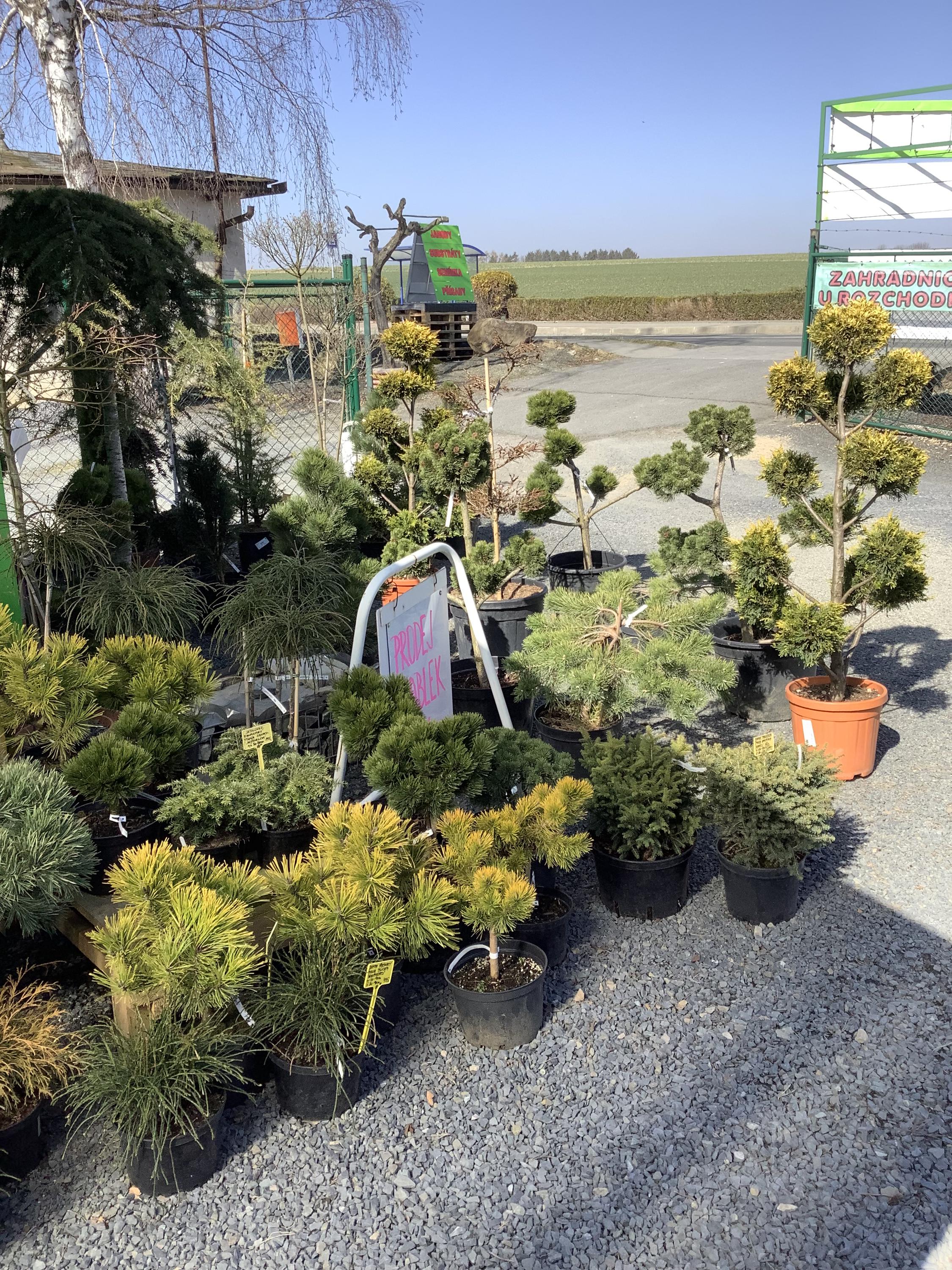 Zahradnictví u rozchodníka, spol. s r.o. foto 5
