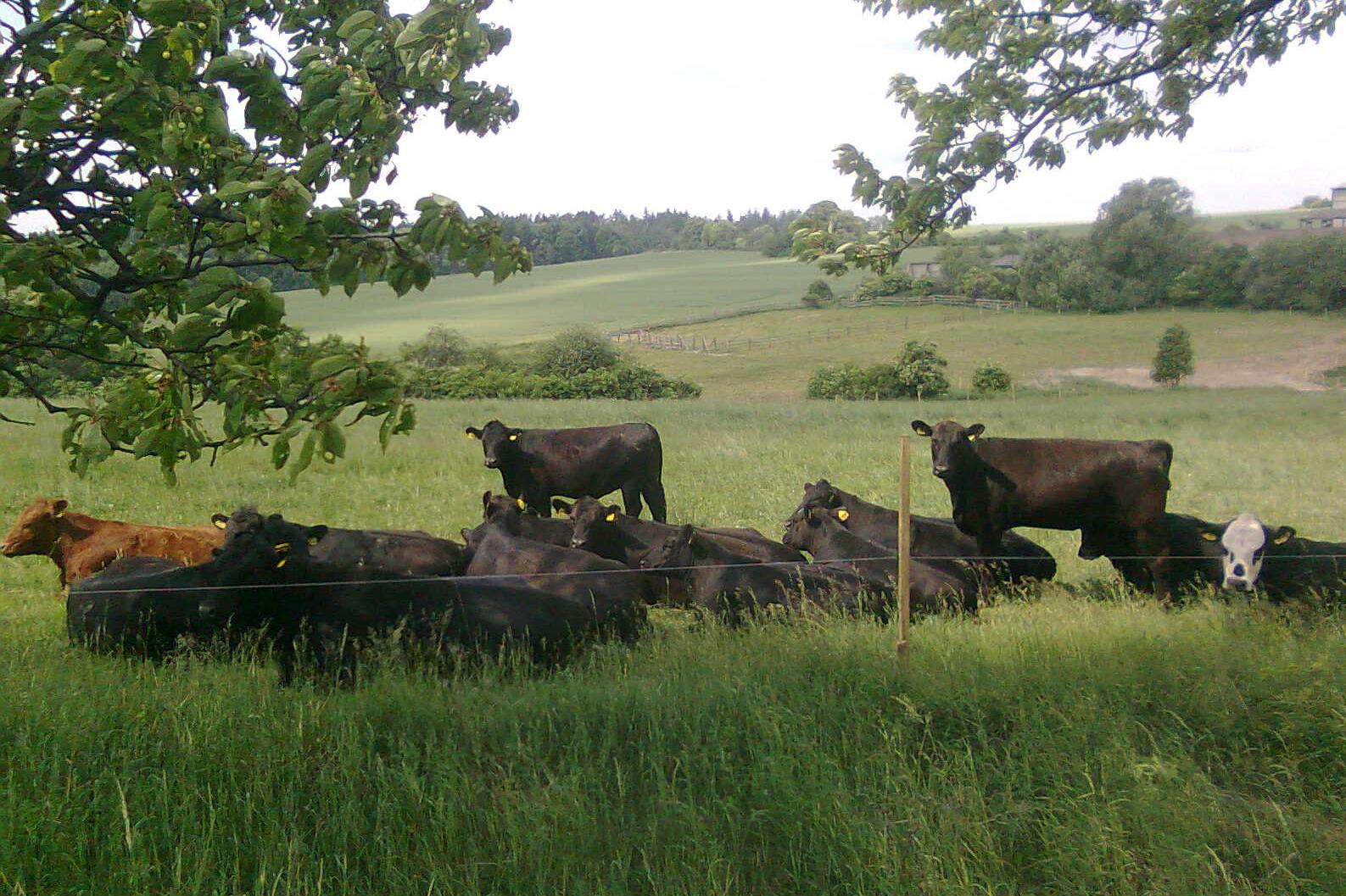 Farma Jestřebí - Lenka Ficbauerová