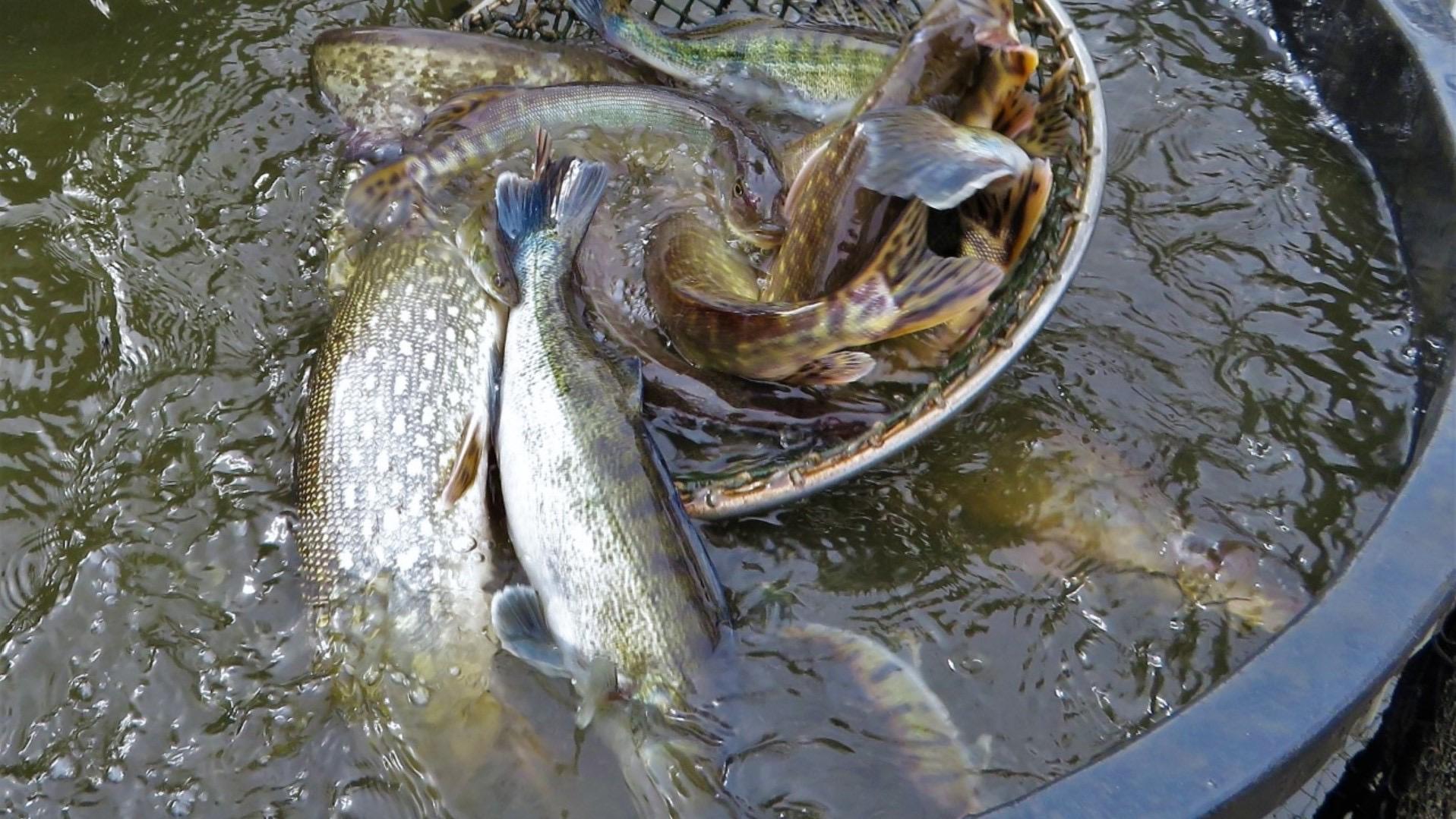 KVRYBY foto 6