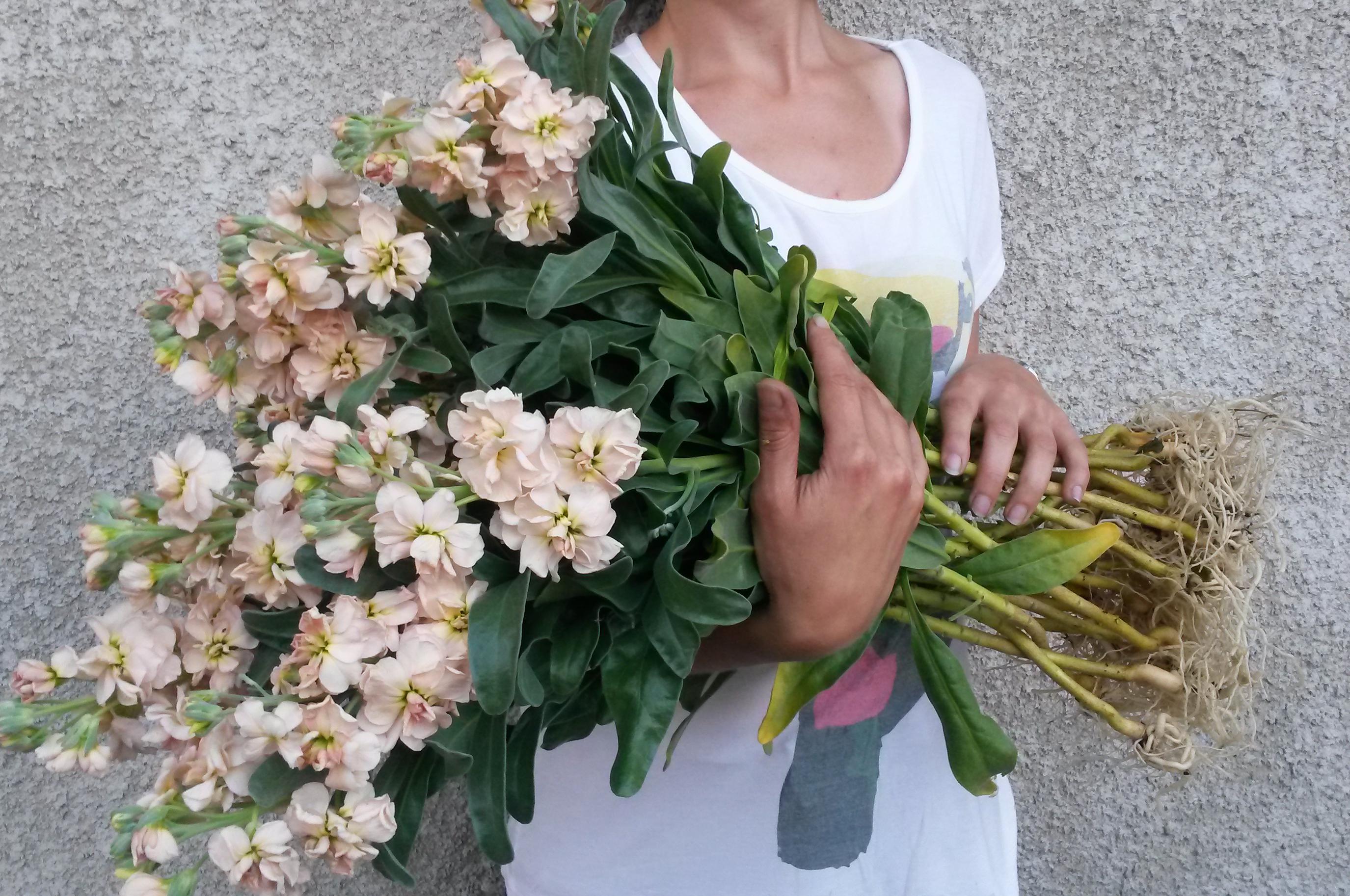 KVĚTINOVÁ SEZÓNA foto 1