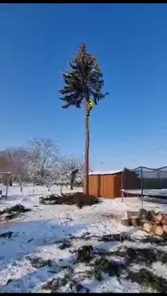 Rizikové kácení stromů - Jiří Panovec foto 2 (náhled videa)