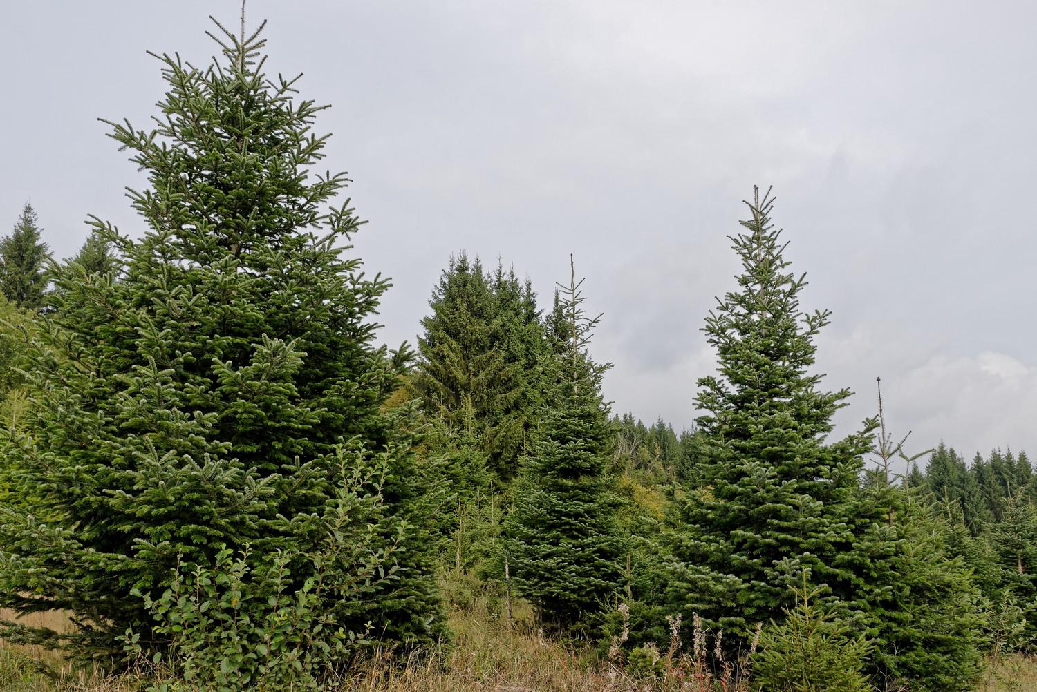 Ozdobný klest a Vánoční stromky - Vladimír Trojan foto 6