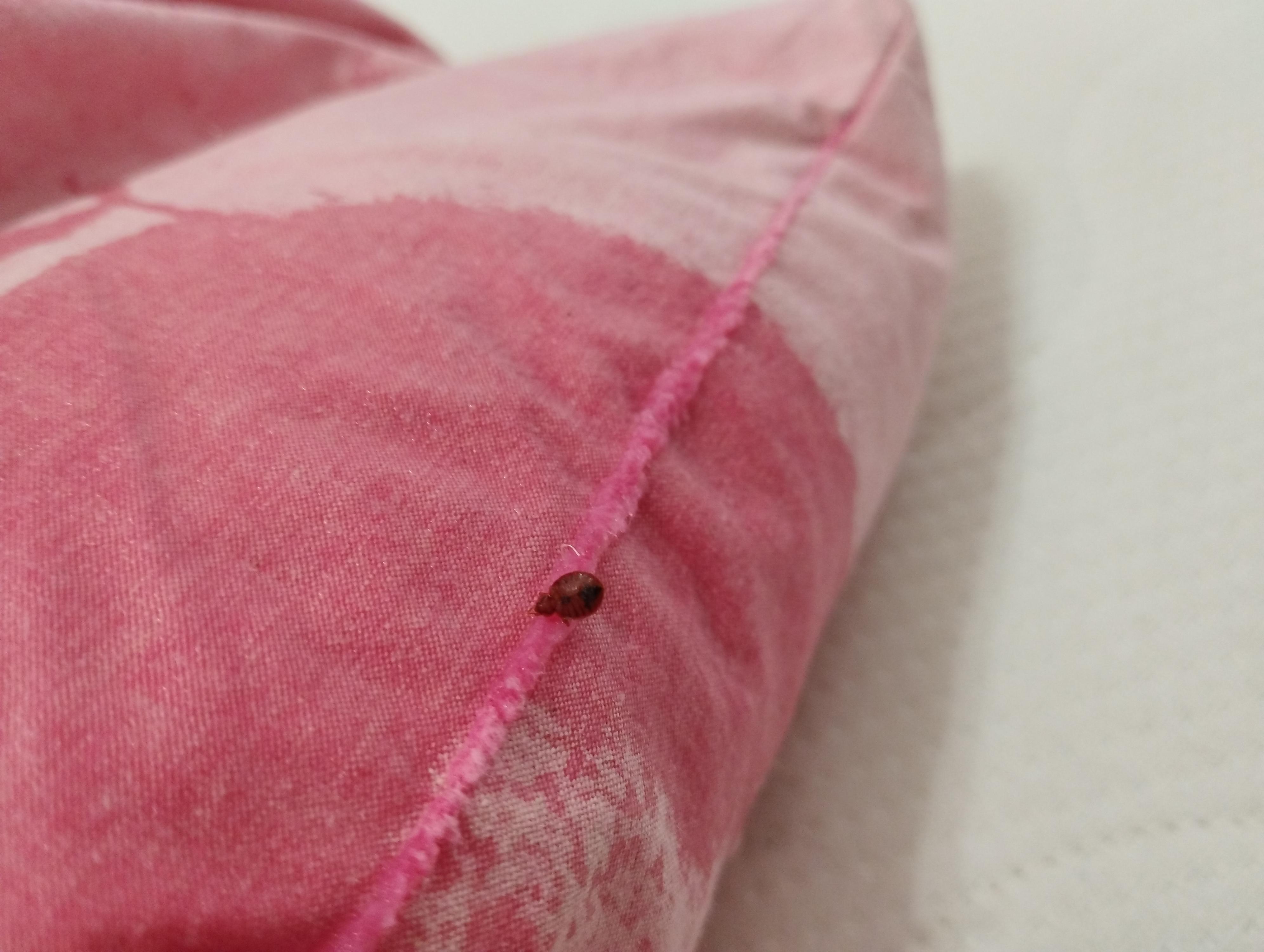 Hmyzáček deratizace-dezinsekce-dezinfekce foto 3