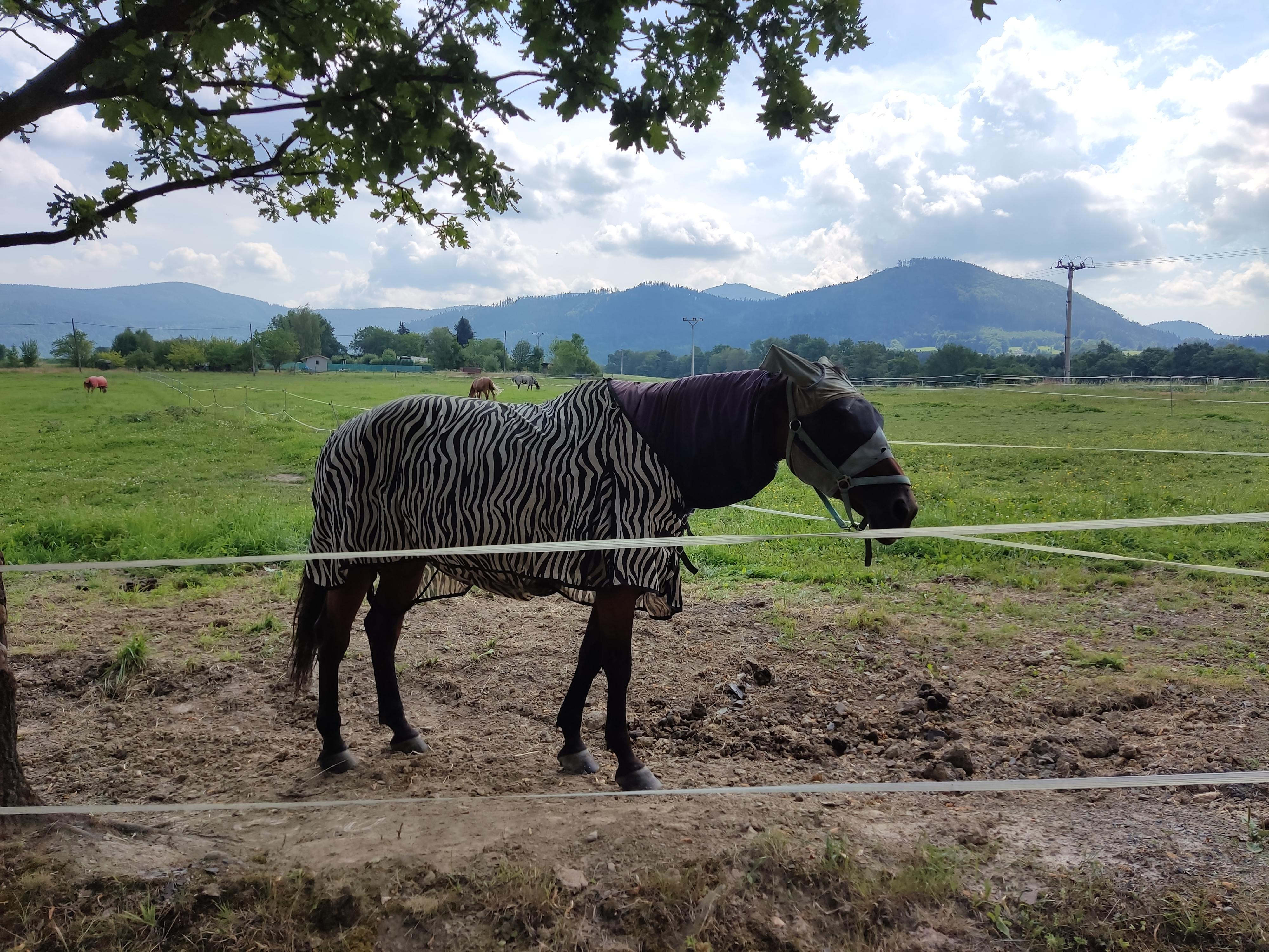 Jízdárna YDYKSEB foto 4
