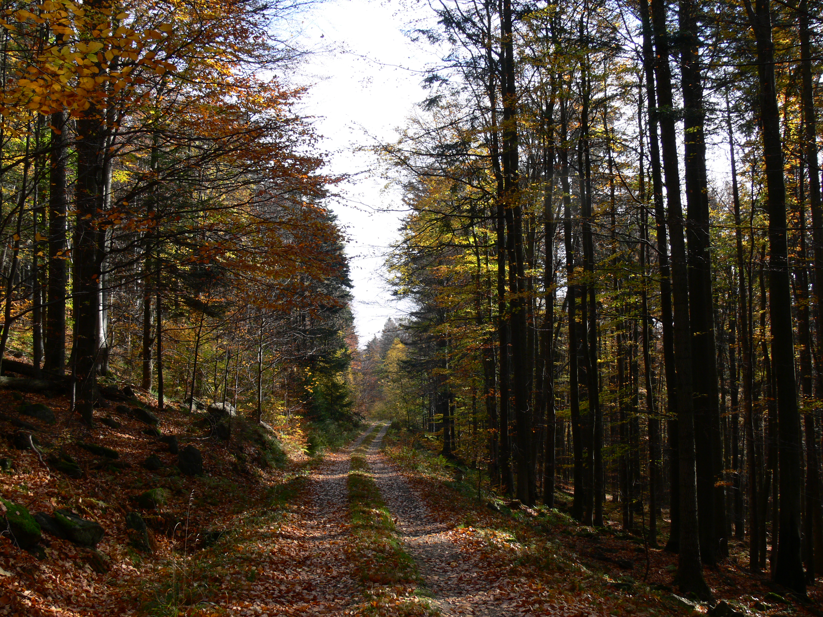 Domažlické městské lesy foto 3