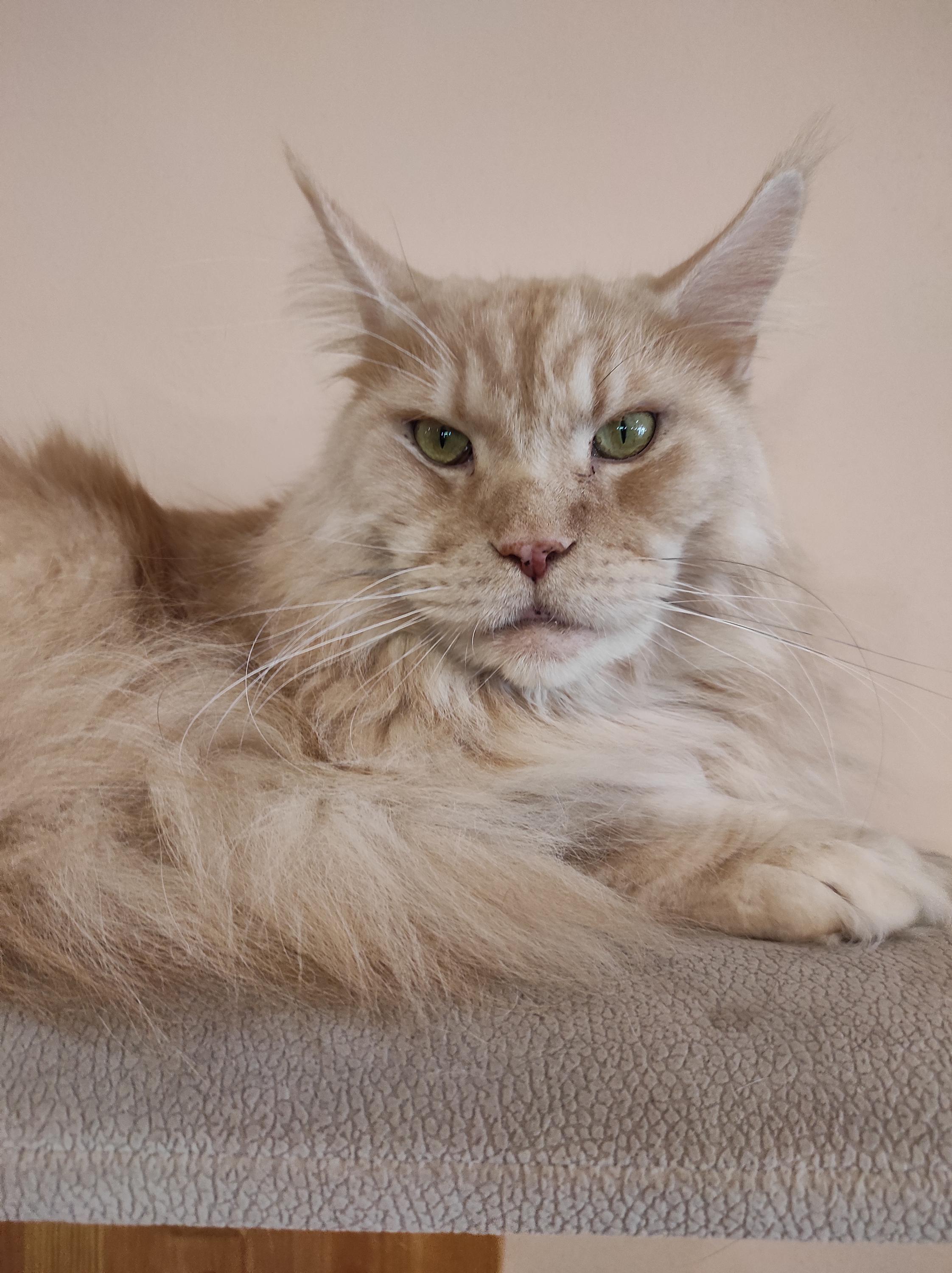 Čauky mňauky cafe foto 4