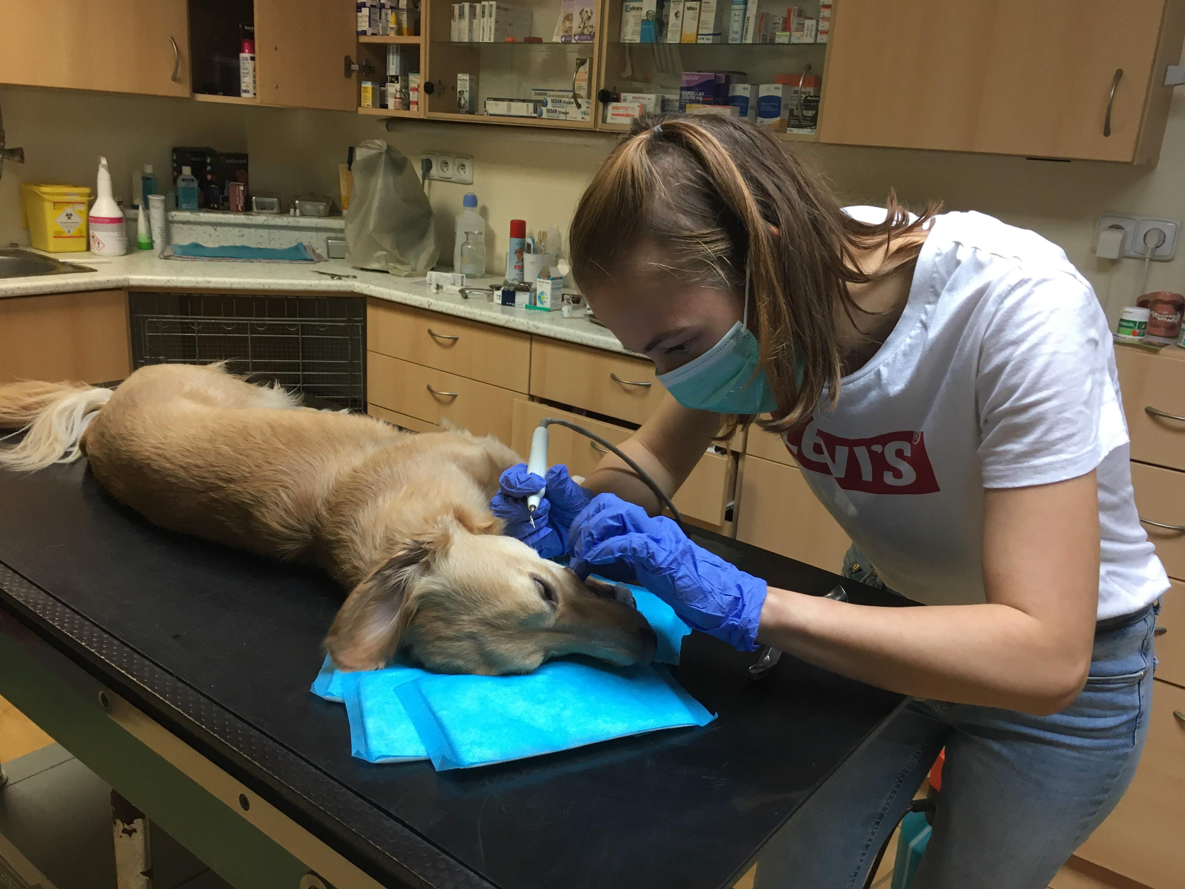 Veterinární ordinace kubeVET foto 2