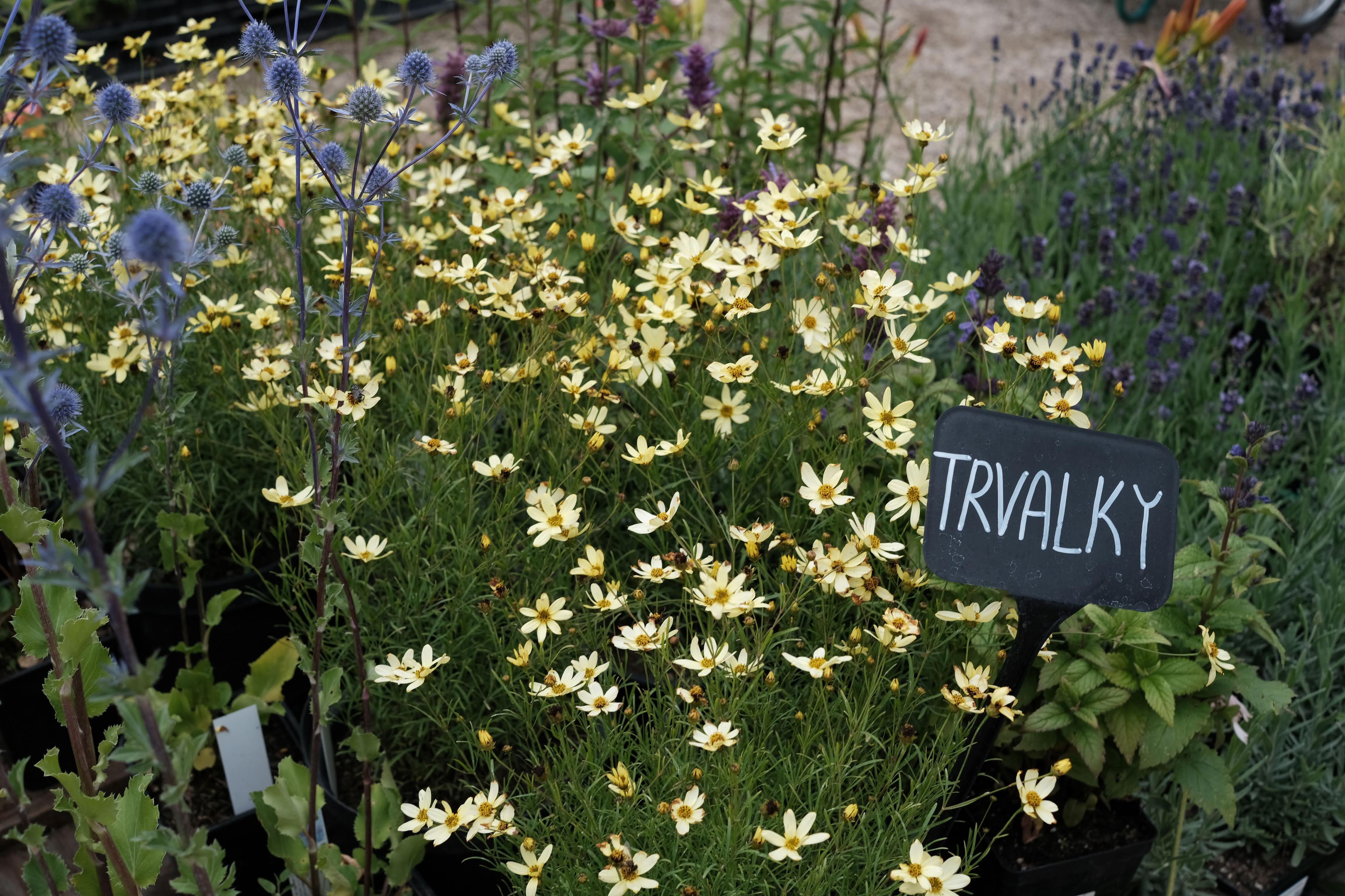Gardeo - zahradnická společnost Černošice foto 6