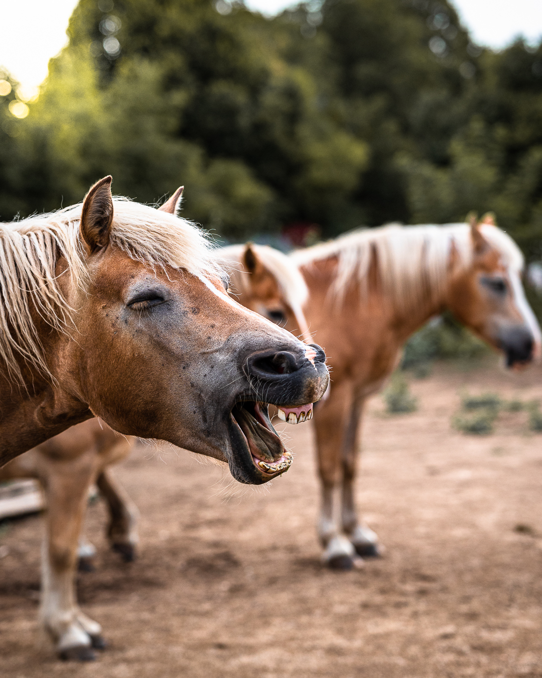 Penzion U Ďáblova kopyta foto 5