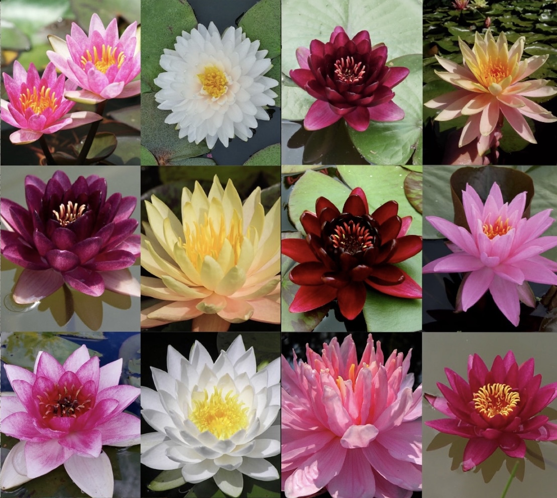 Království leknínů u Zikešů foto 5