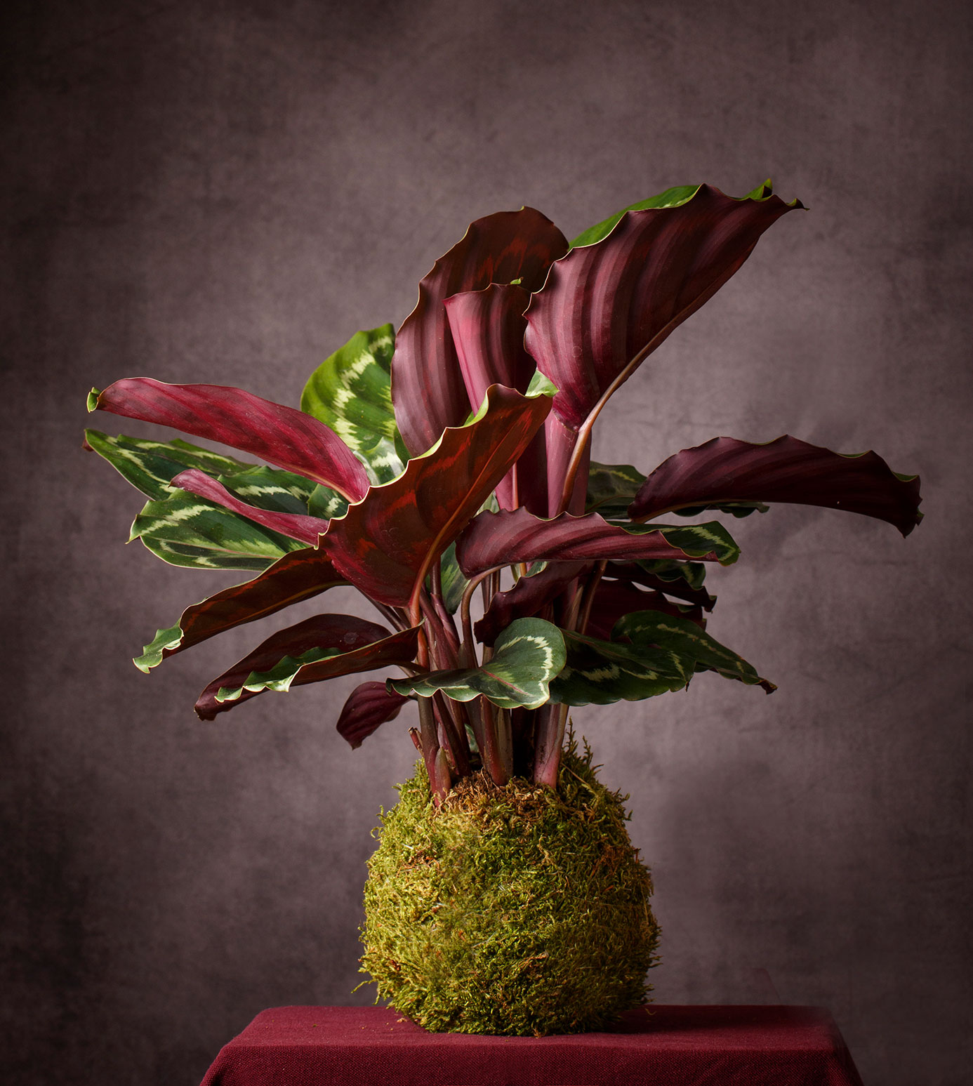 Plantaslibres.com foto 5