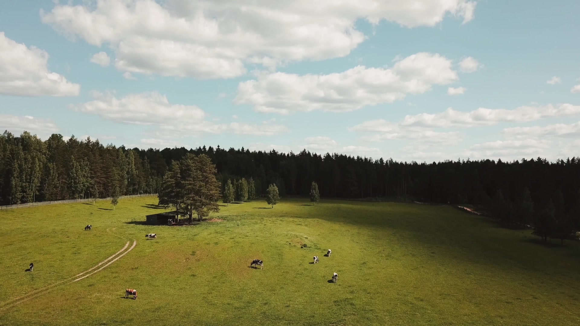 Liberečák - Český pařený sýr foto 2 (náhled videa)