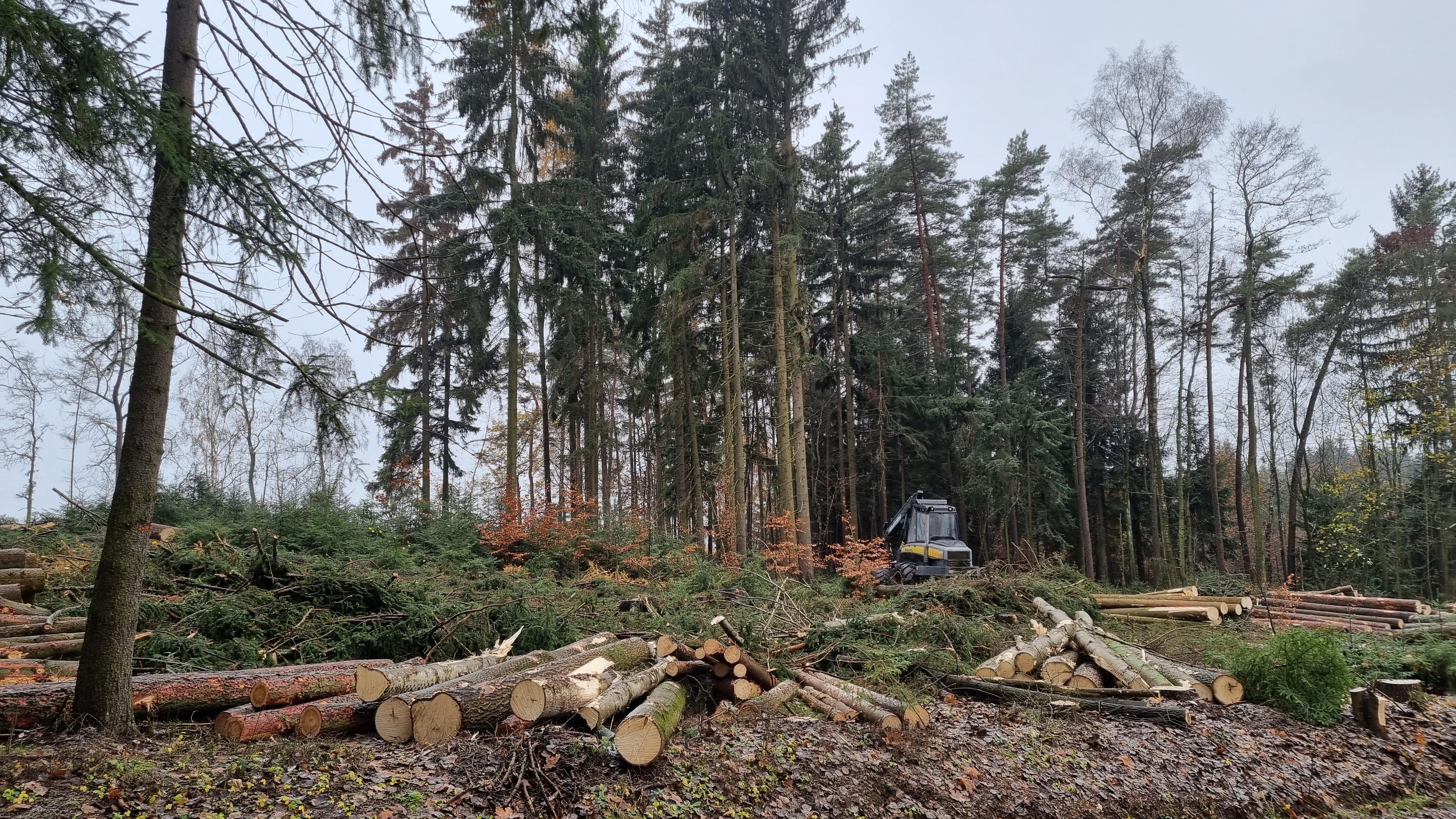 Ondřej Skalský - Služby v lesním hospodářství foto 4