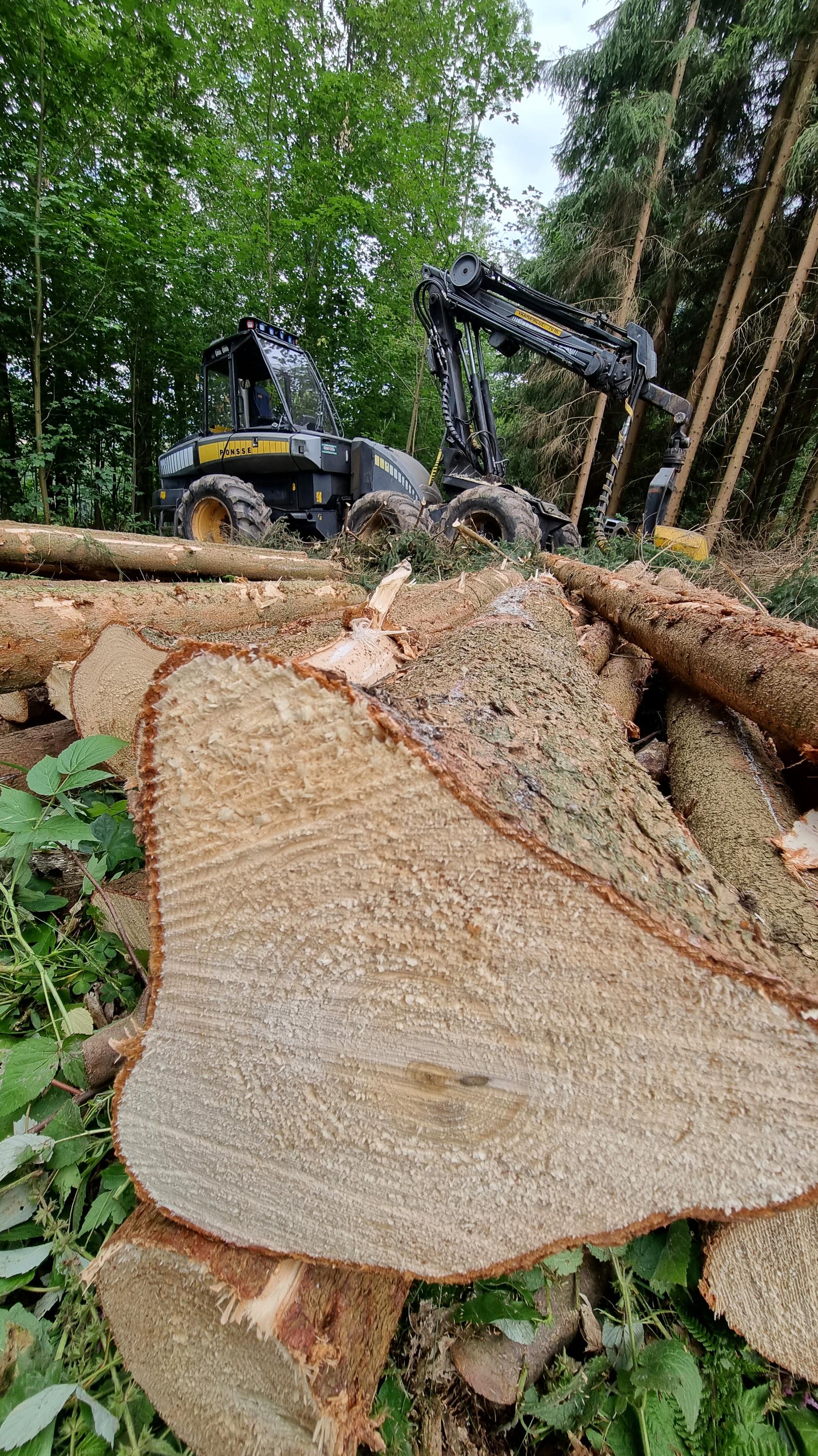 Ondřej Skalský - Služby v lesním hospodářství foto 2