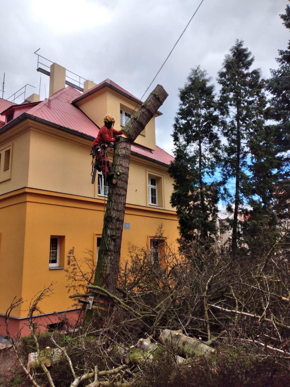 Zdravotní ořez koruny stromu