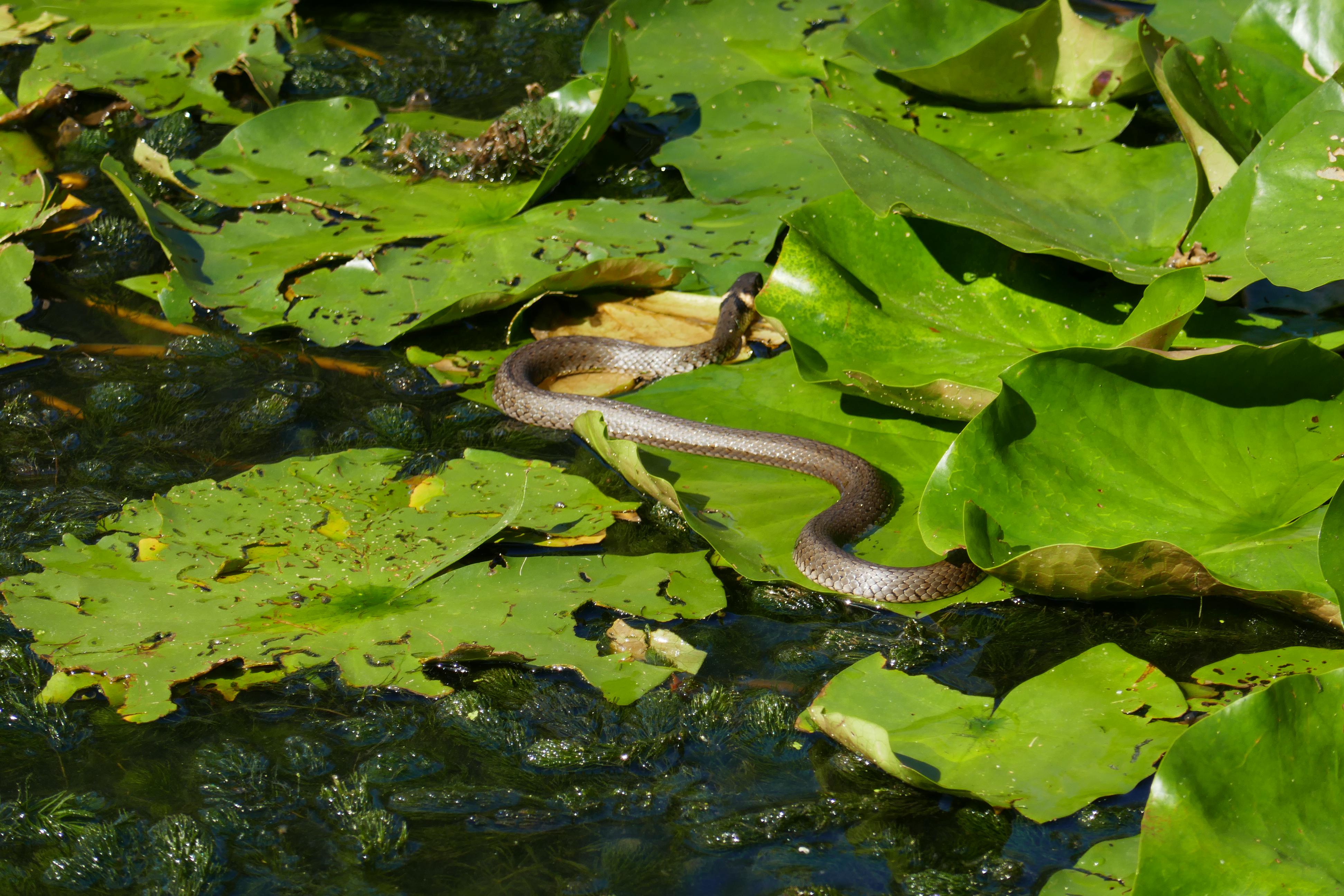 Rybník Mokřad - Občerstvení foto 6