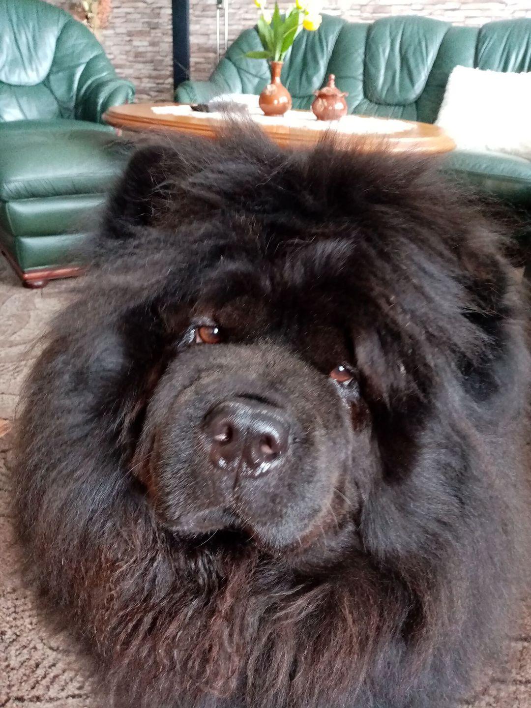 Veterinární ordinace MVDr. Jan Koudelík foto 5