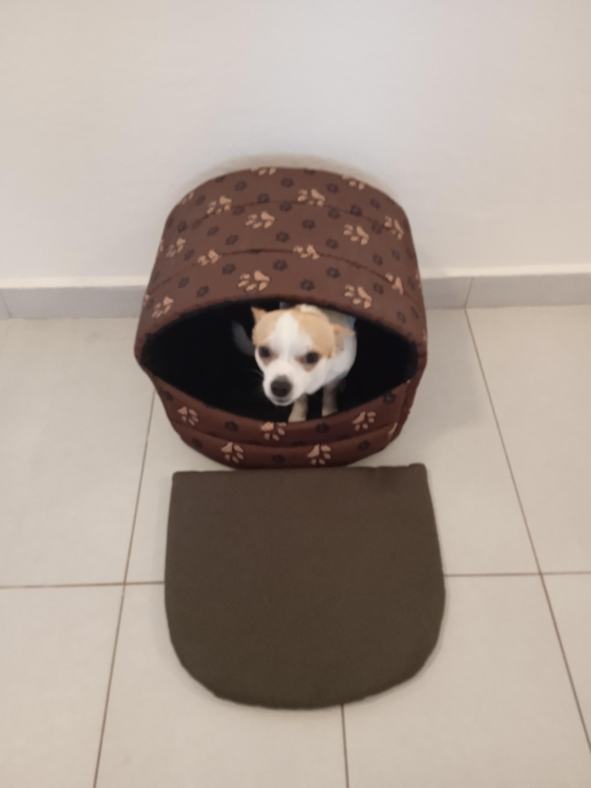 Útulek pro zvířata v nouzi foto 2