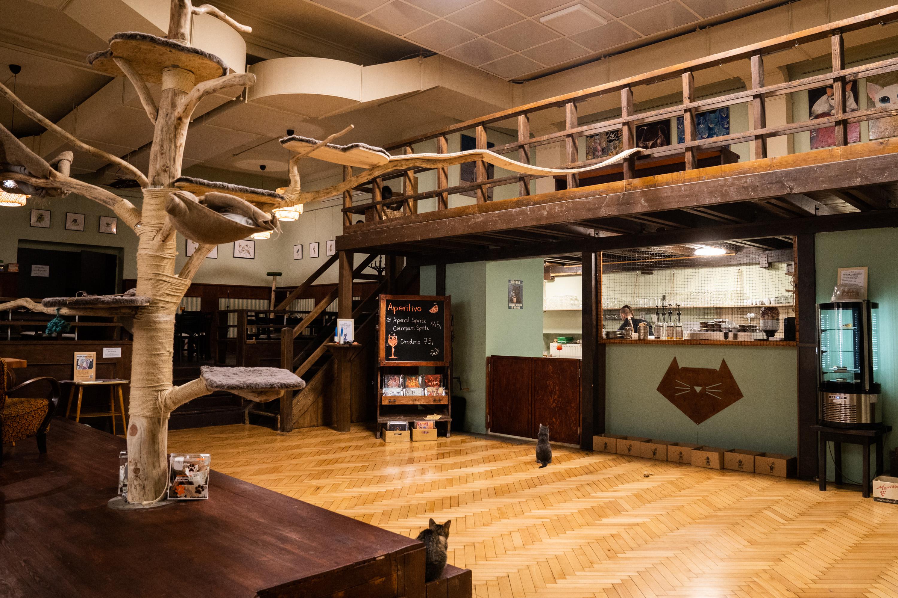 Kočkafé Schrödinger