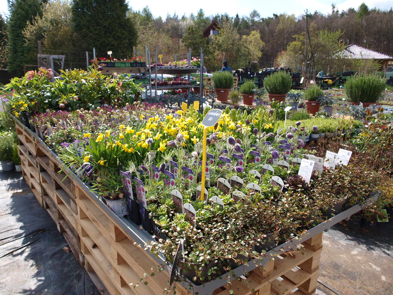 Zahradnictví Levandule foto 5