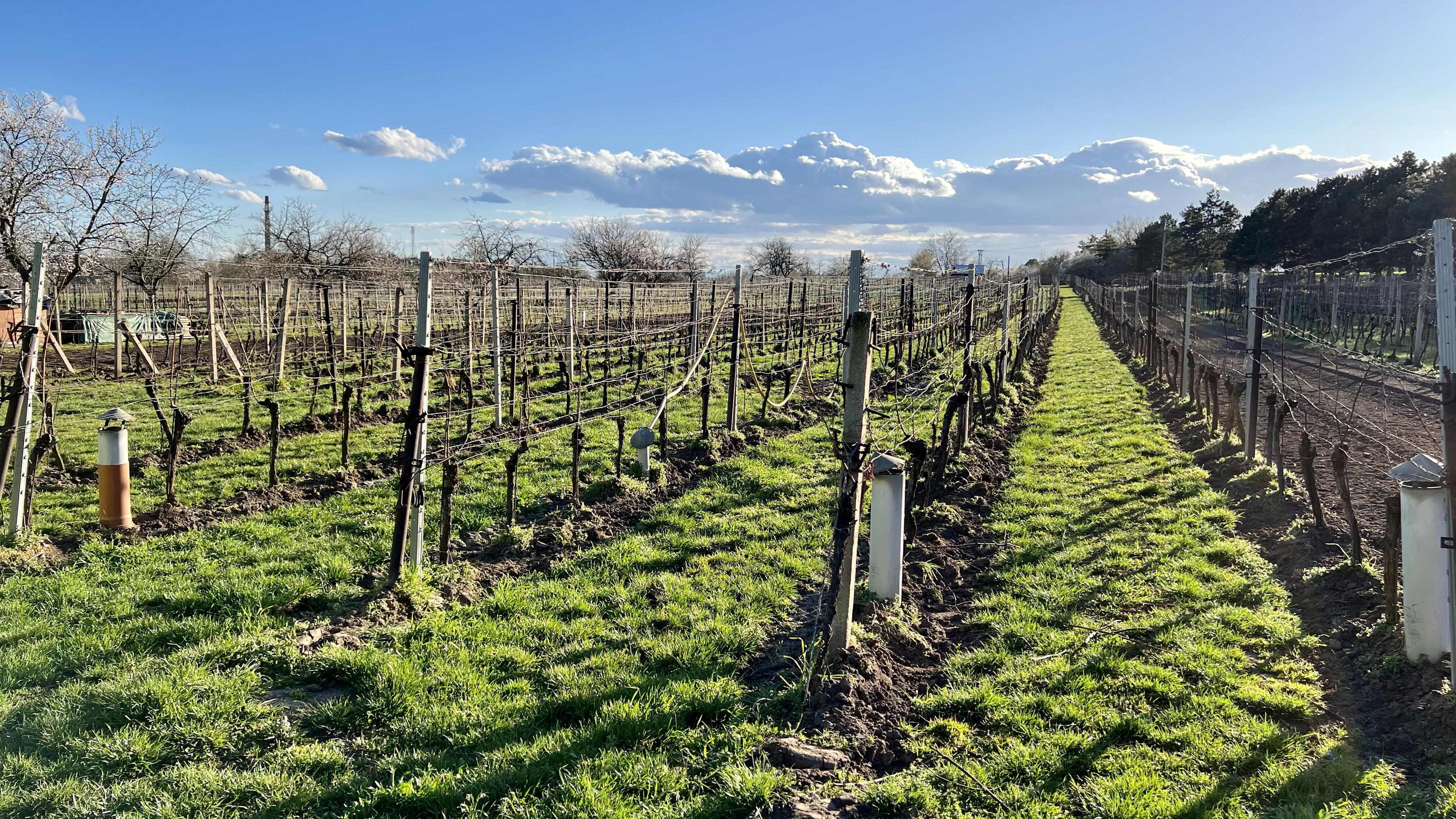 Vinařství Maláník - Osička s.r.o. foto 5