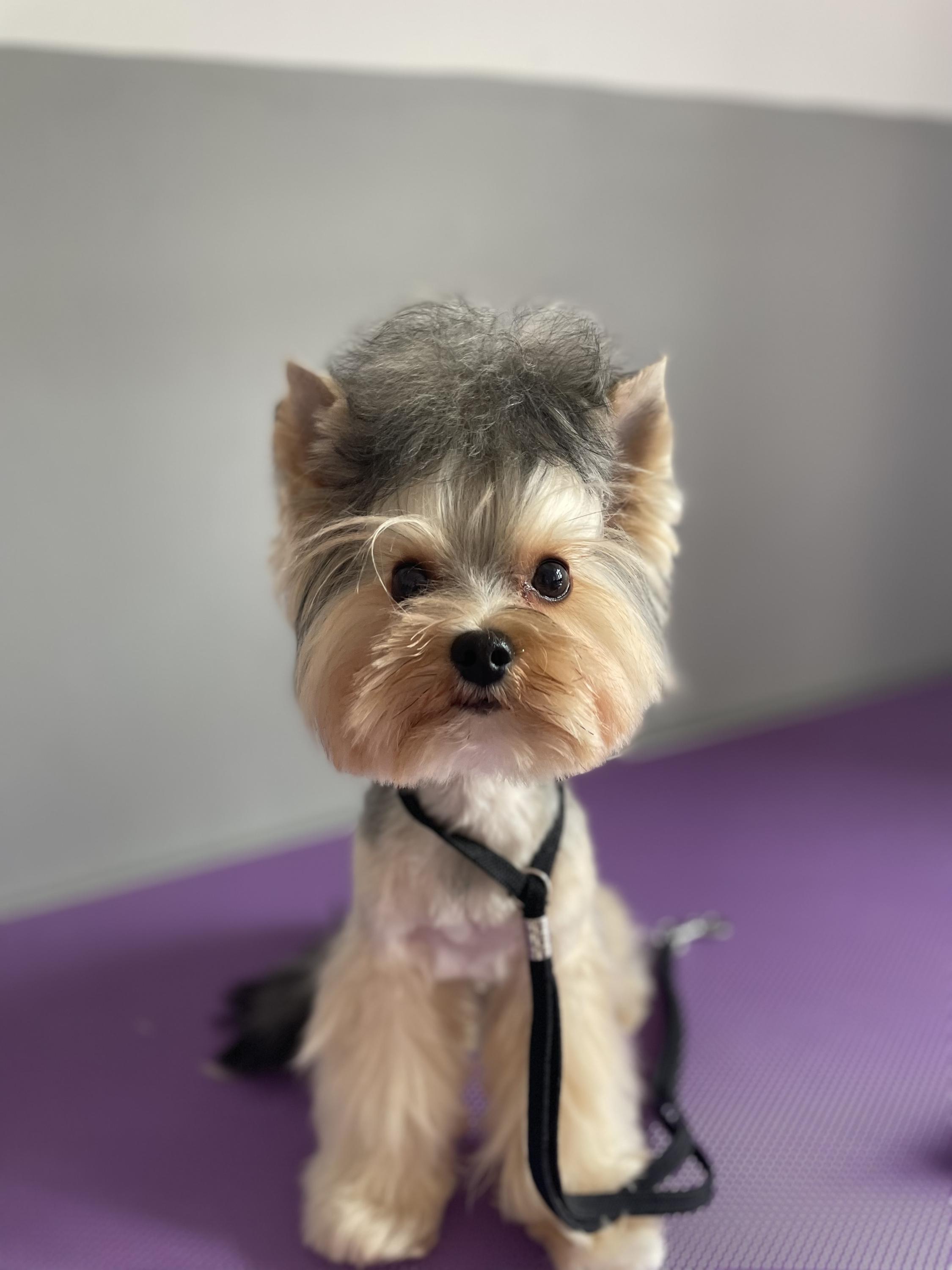 Psí salon Ballet foto 4