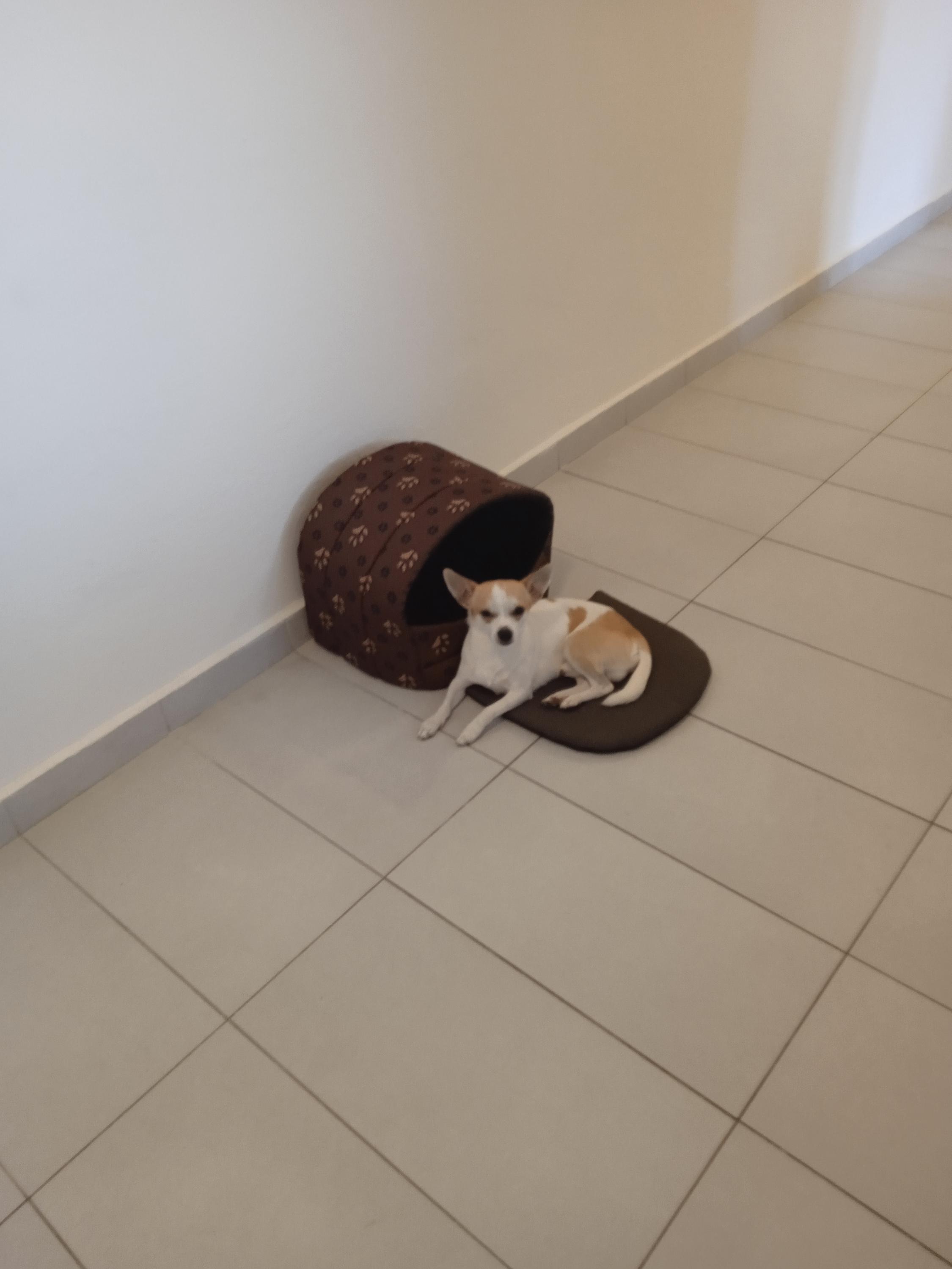 Útulek pro zvířata v nouzi foto 1