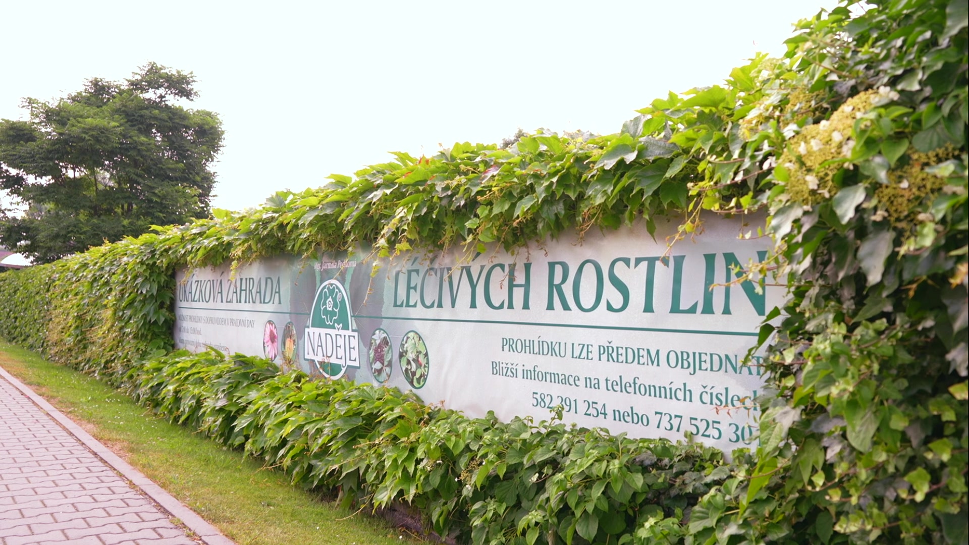 Mgr. Jarmila Podhorná - NADĚJE foto 2 (náhled videa)