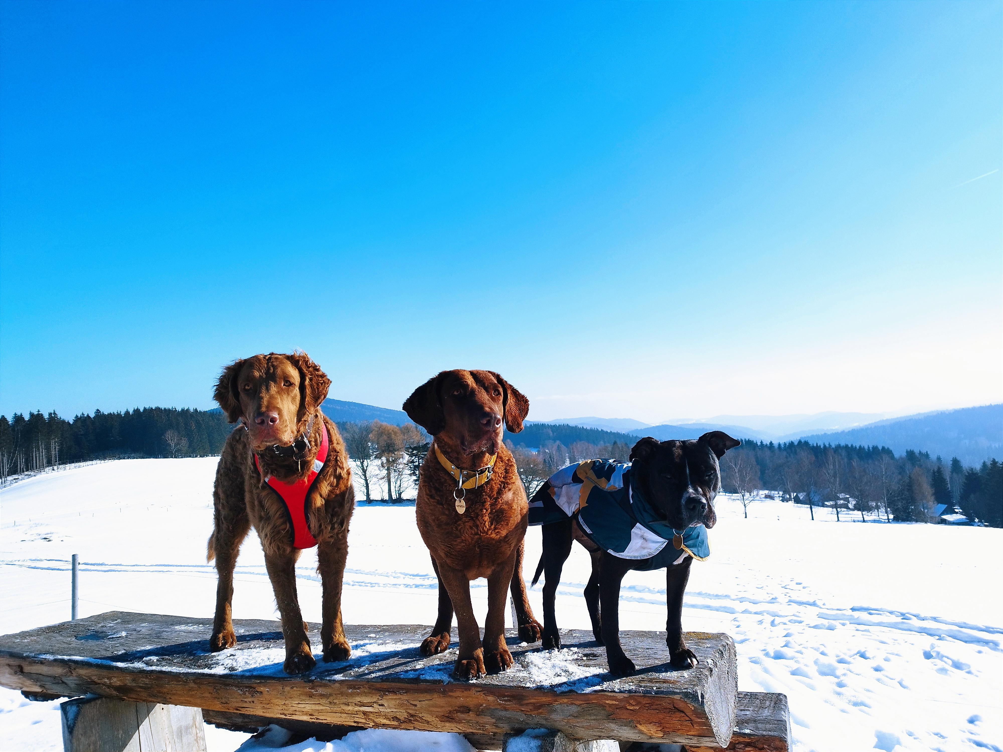 Život se psy - Veles foto 5