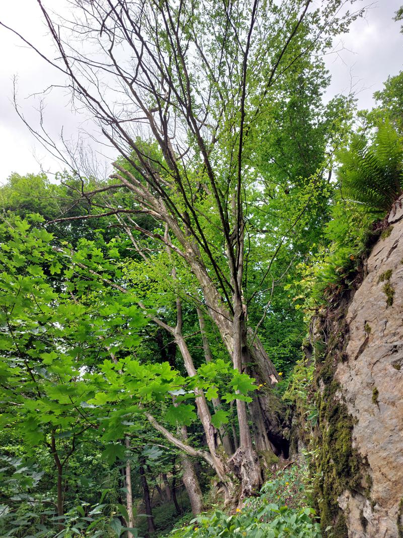 Rizikové kácení RK foto 5