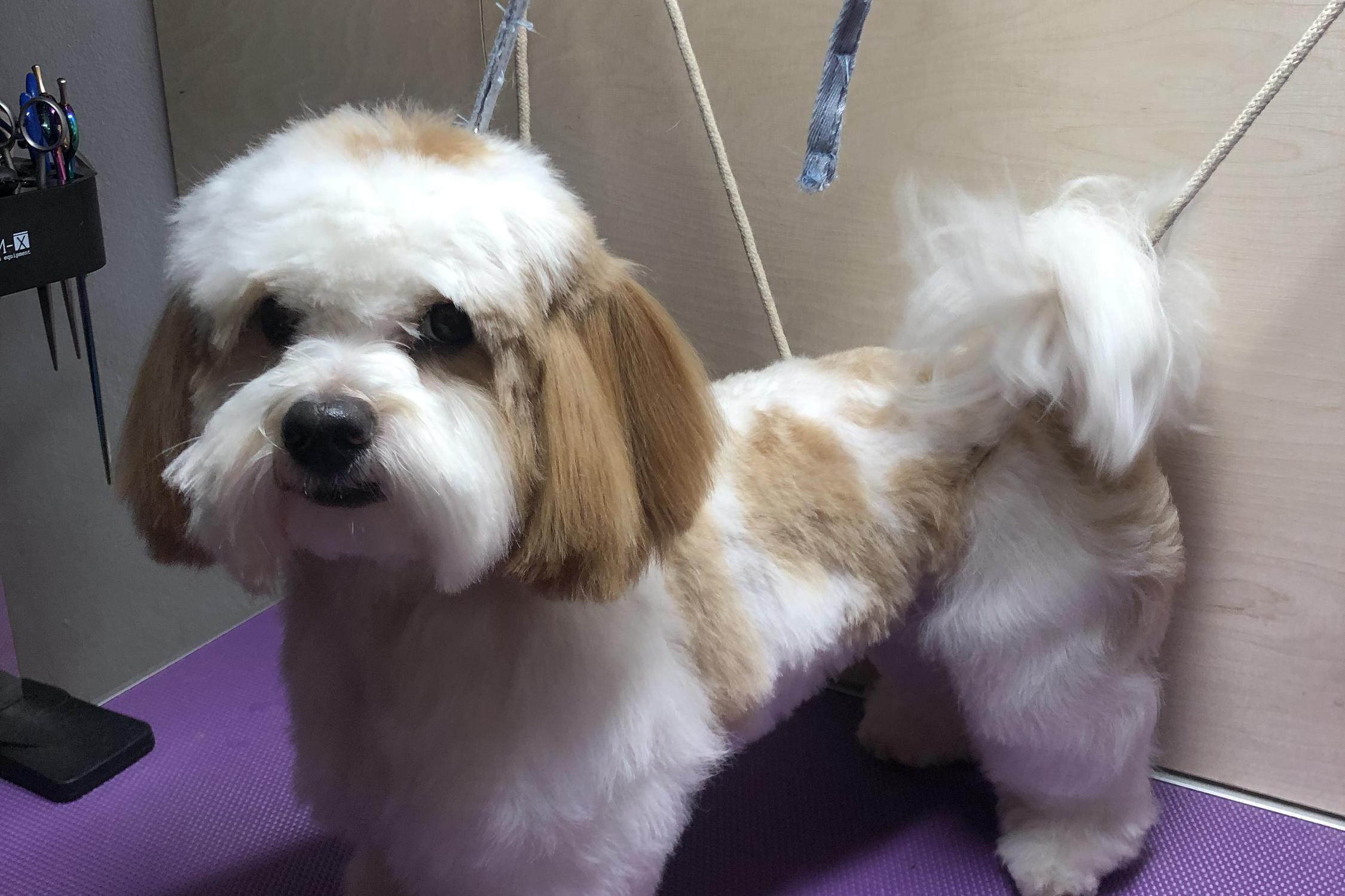 Veronika Milatová Kosmetický servis pro pejsky foto 1