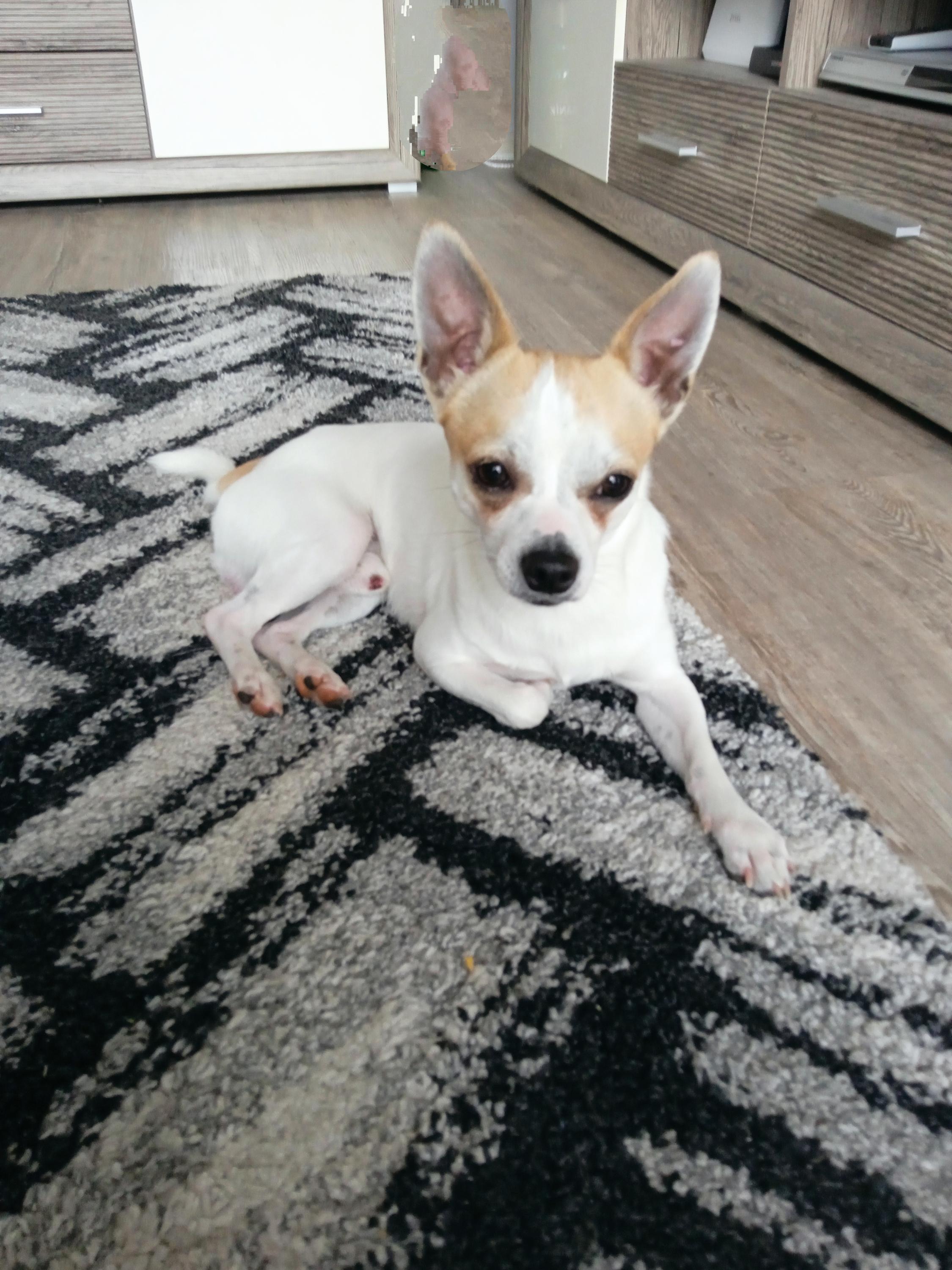 Útulek pro zvířata v nouzi foto 5