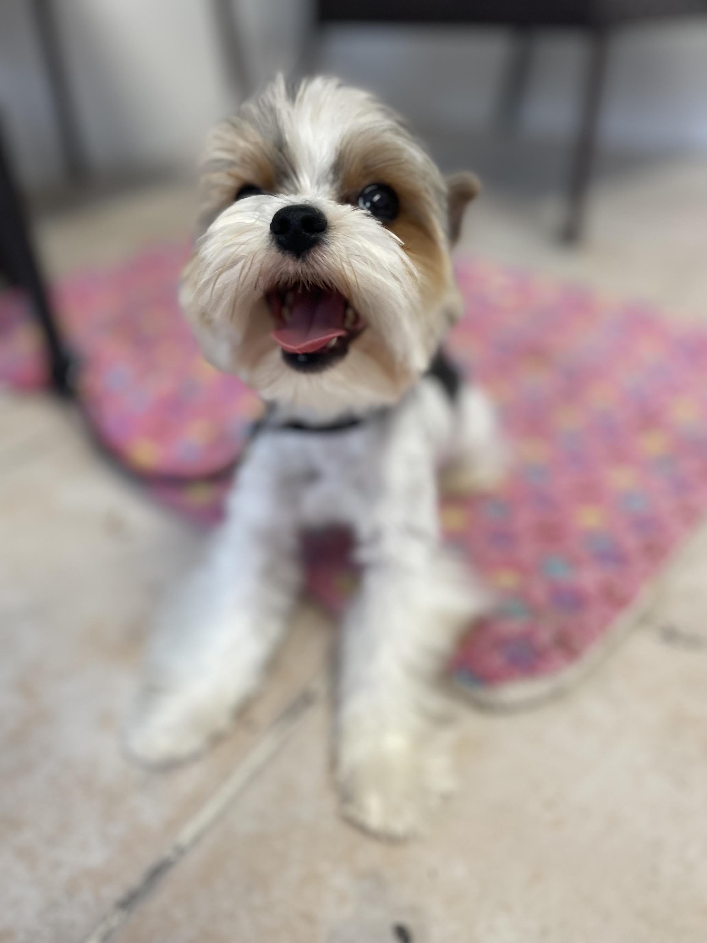 Psí salon Ballet foto 3