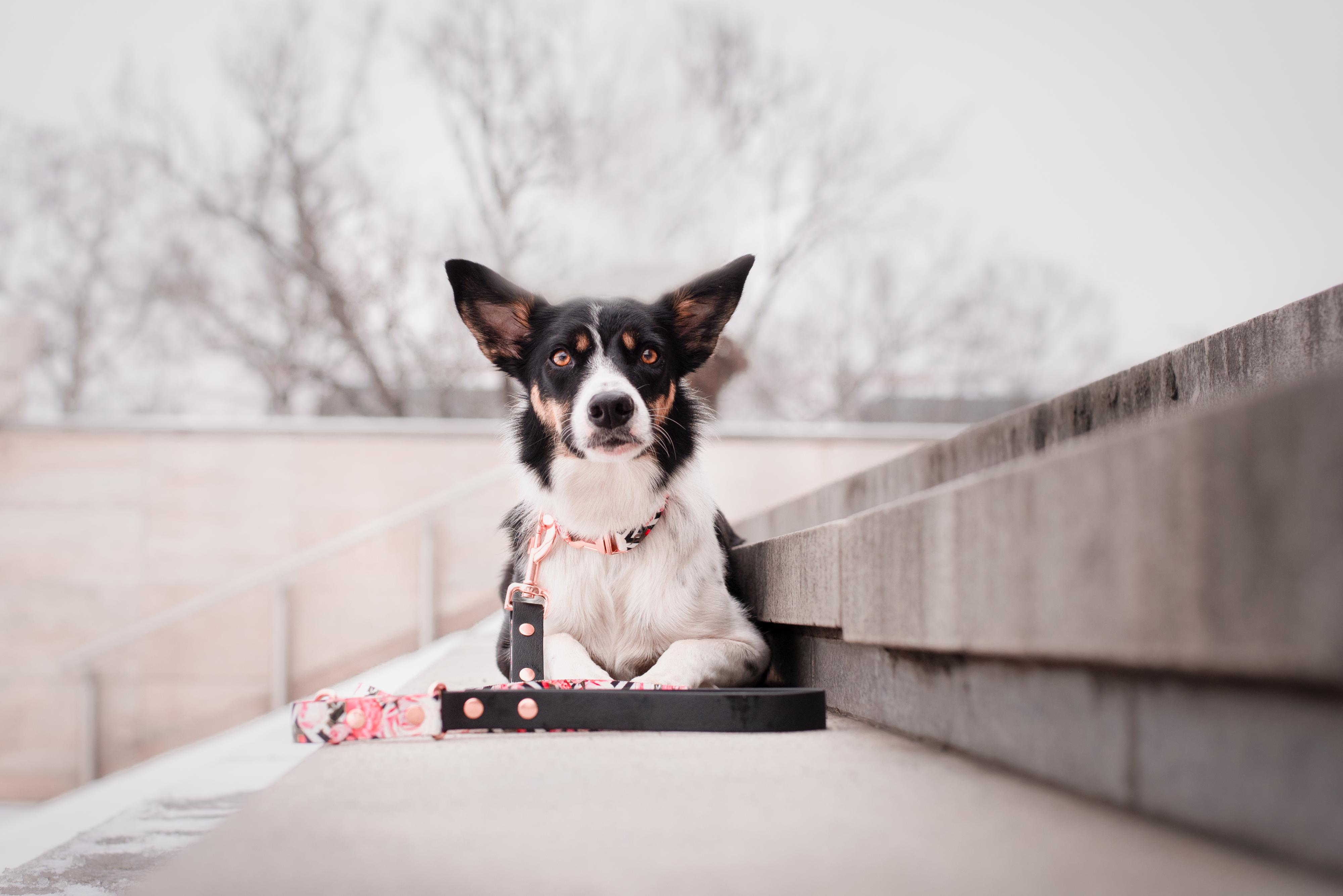 Obodog® foto 2