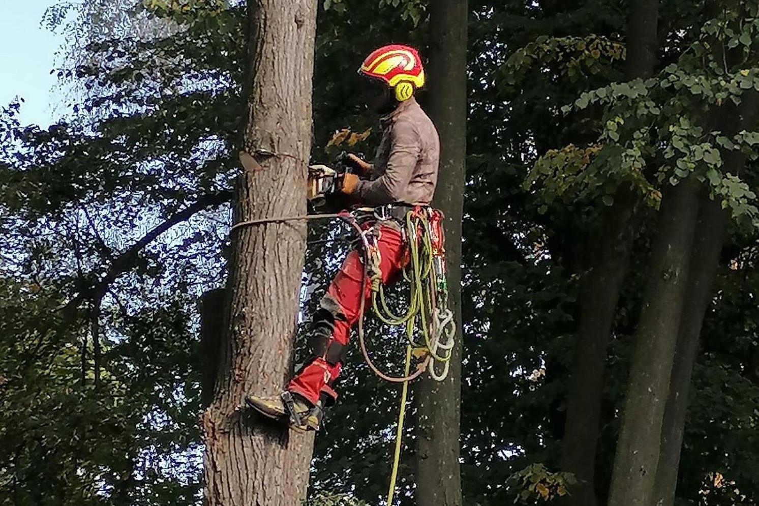 Rizikové kácení stromů Tomáš Dybal